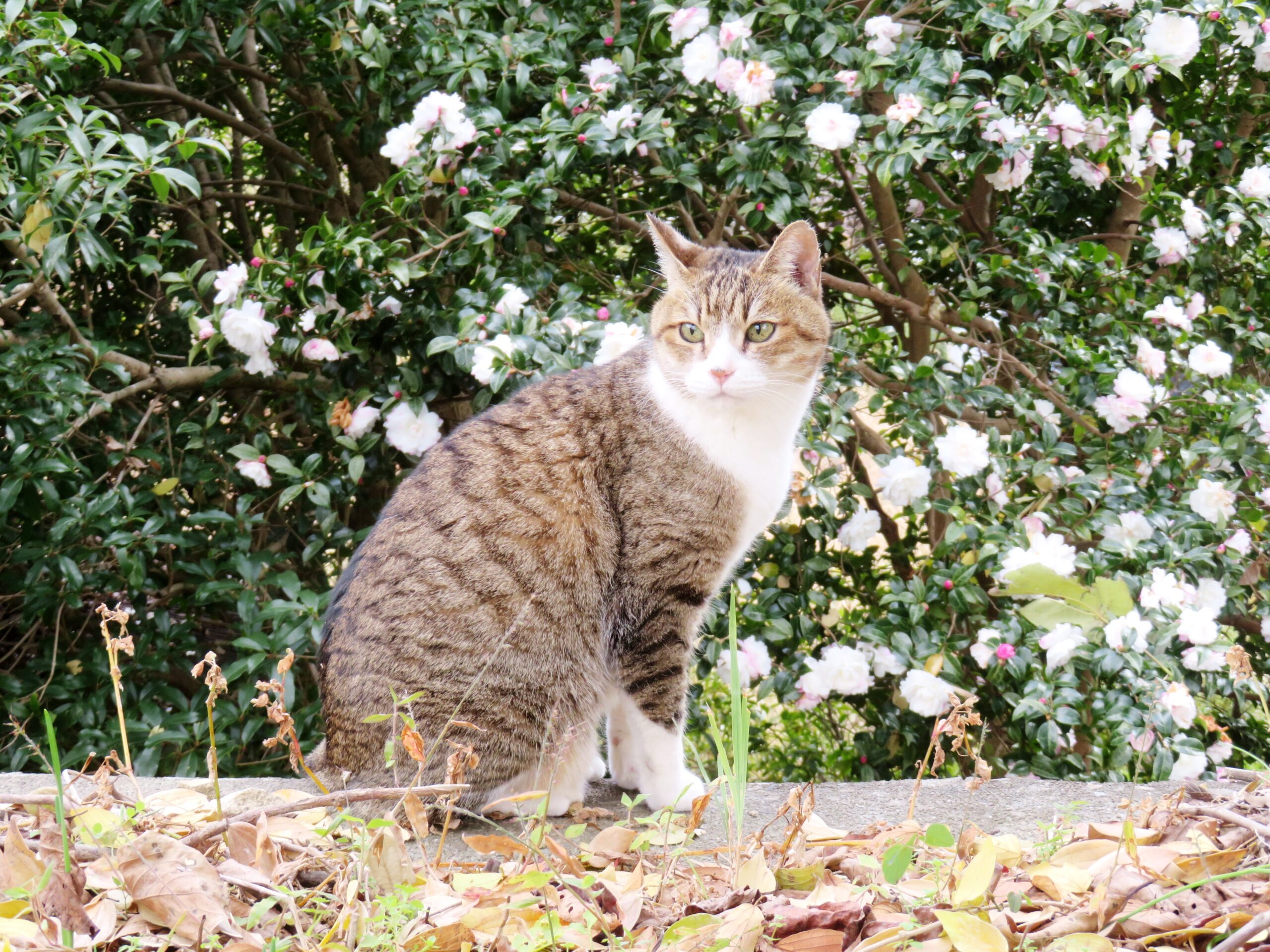 ねこ、風太　巡回