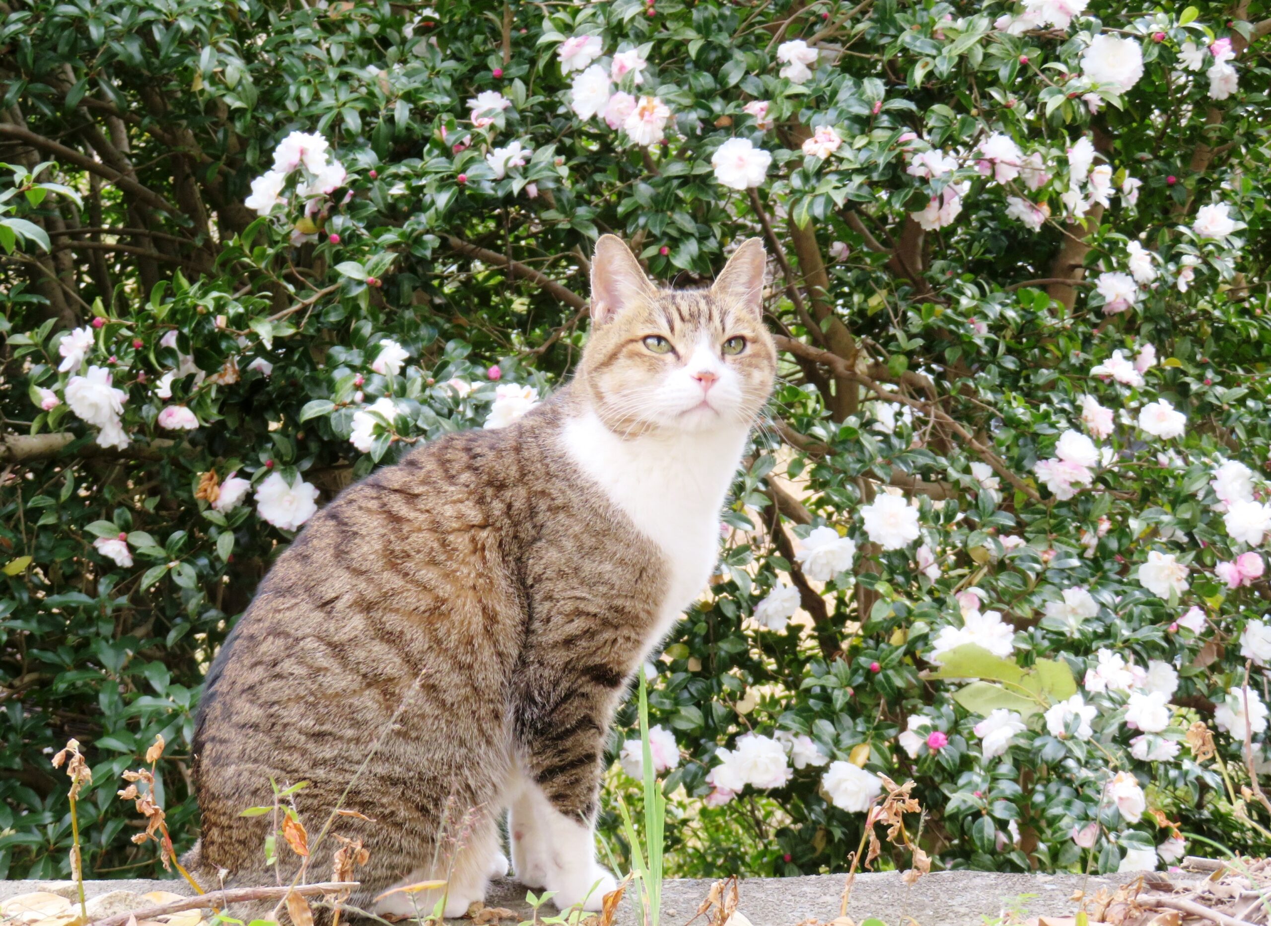 ねこ、風太　巡回