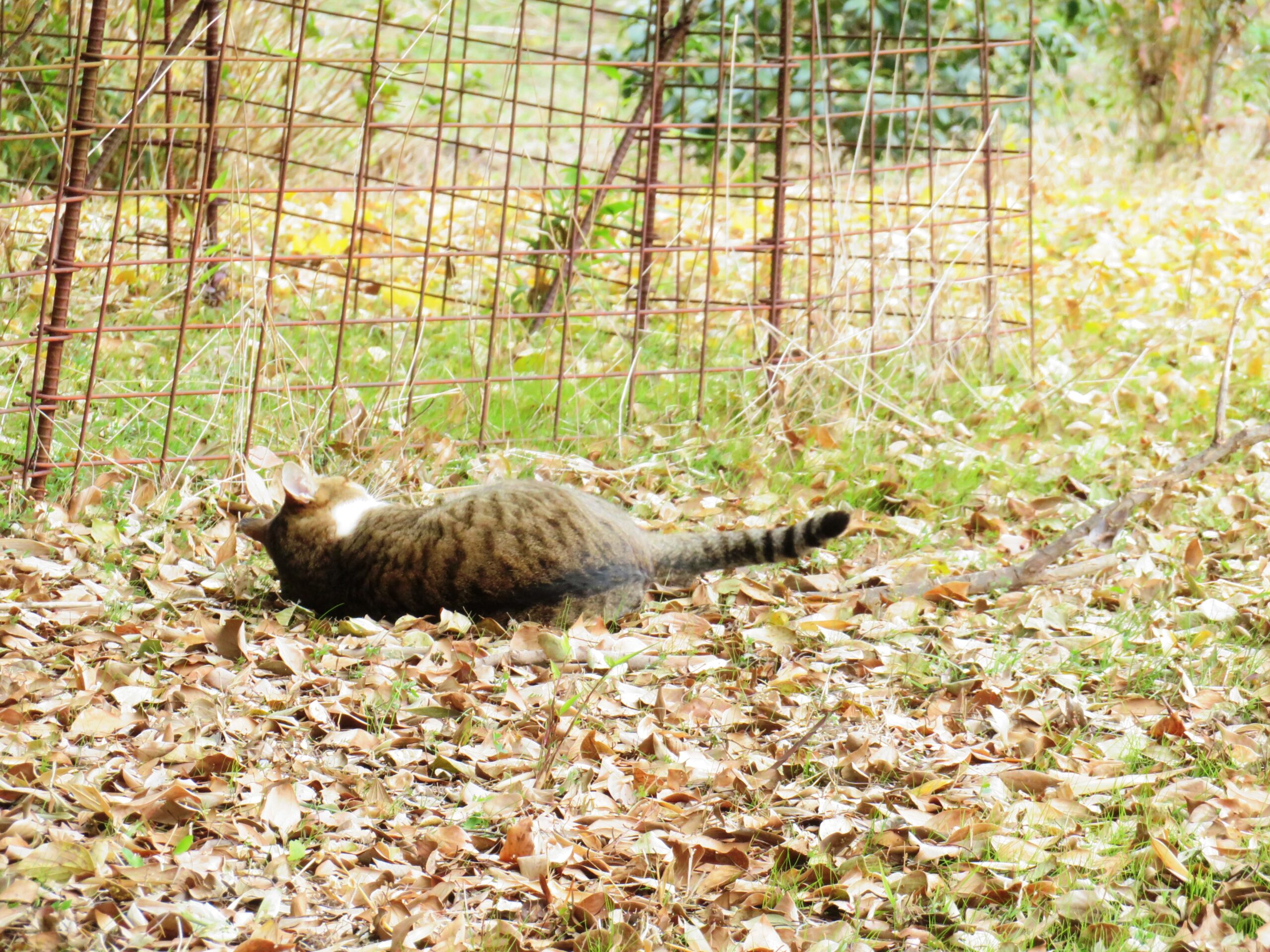 ねこ、風太　巡回