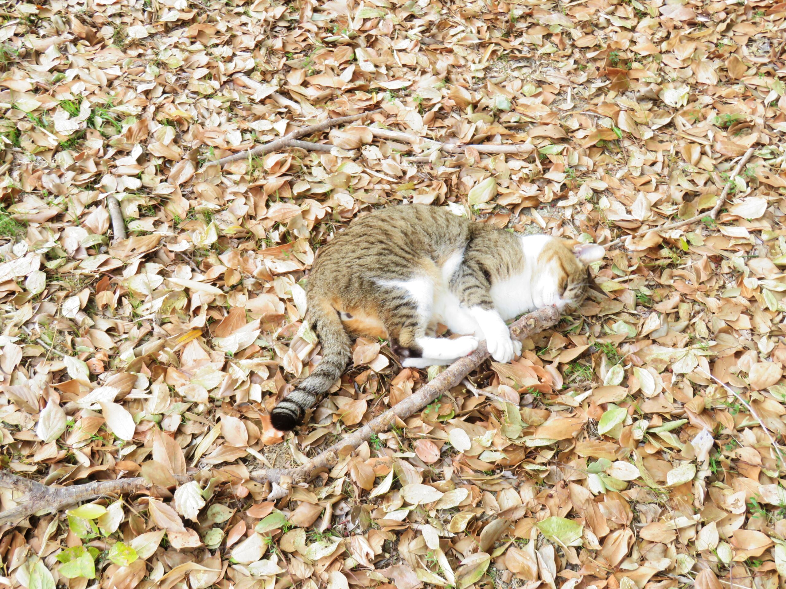 ねこ、風太　巡回