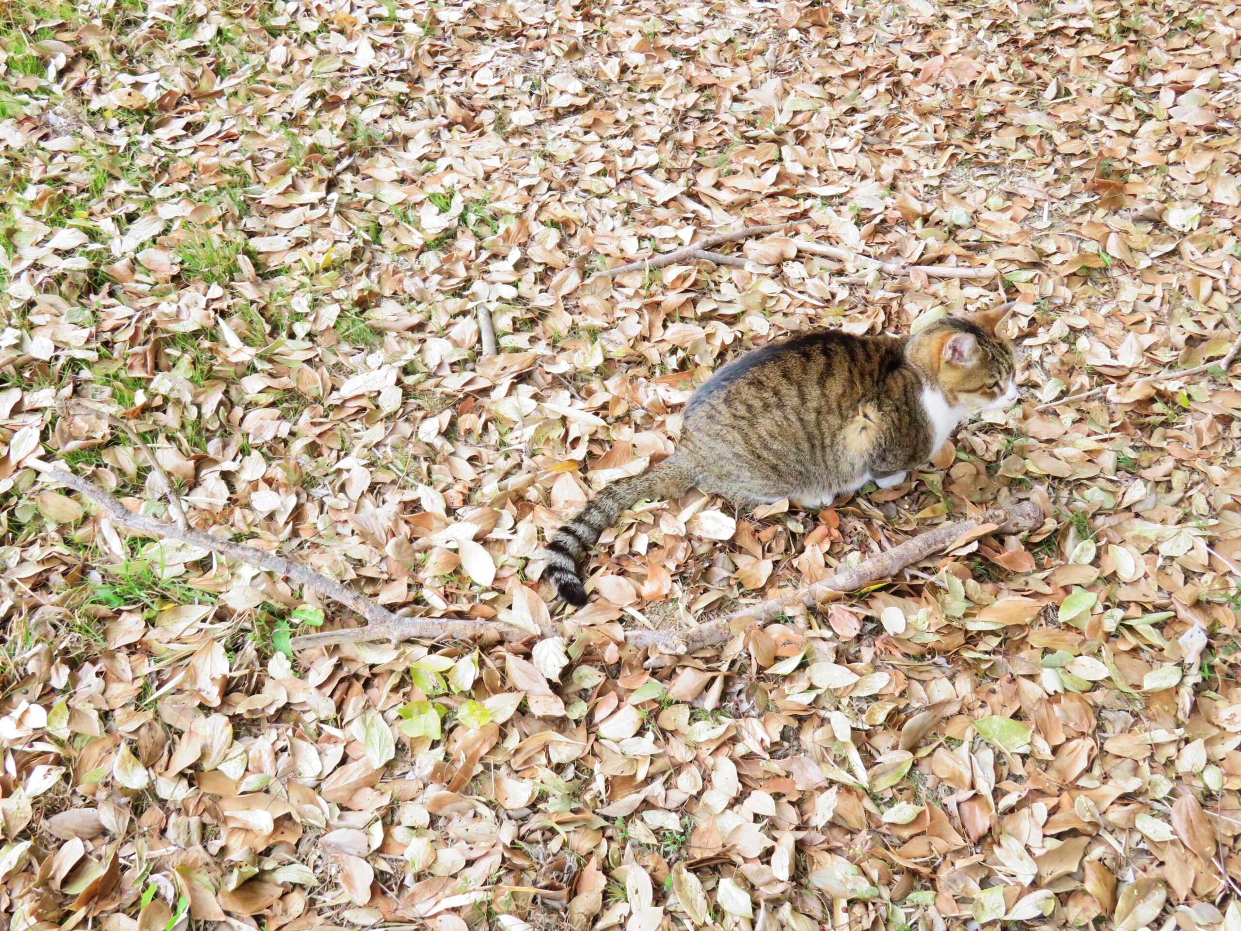 ねこ、風太　巡回