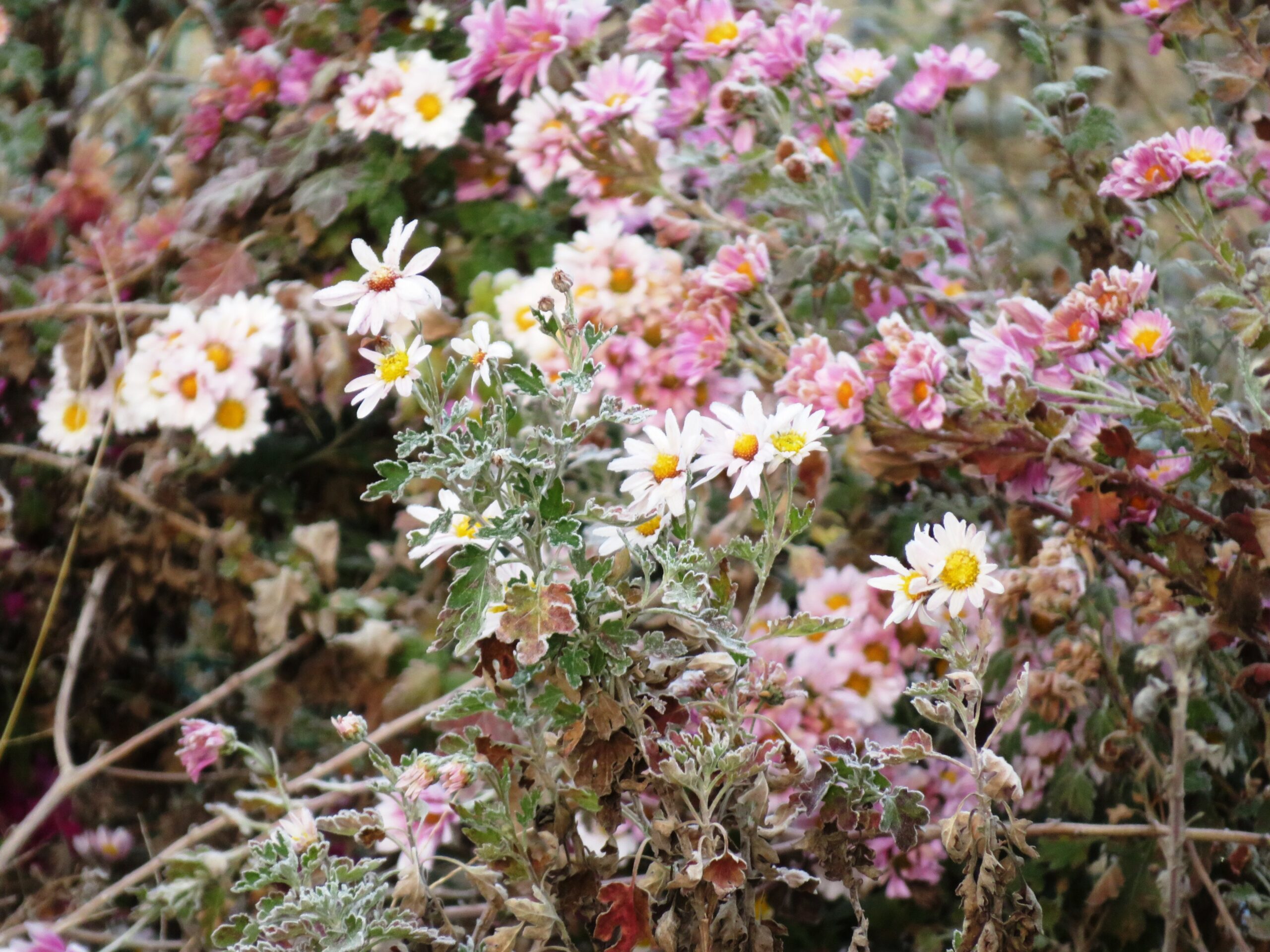 霜の降りた寒菊