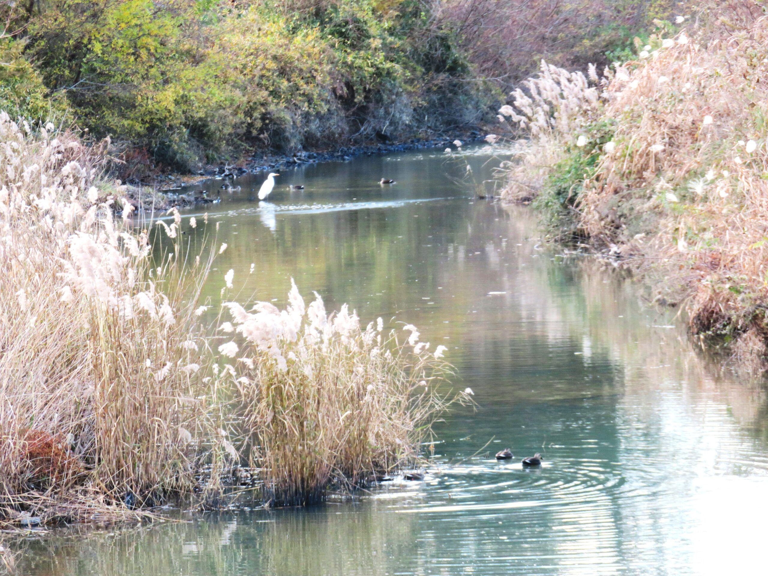 寒中の川辺