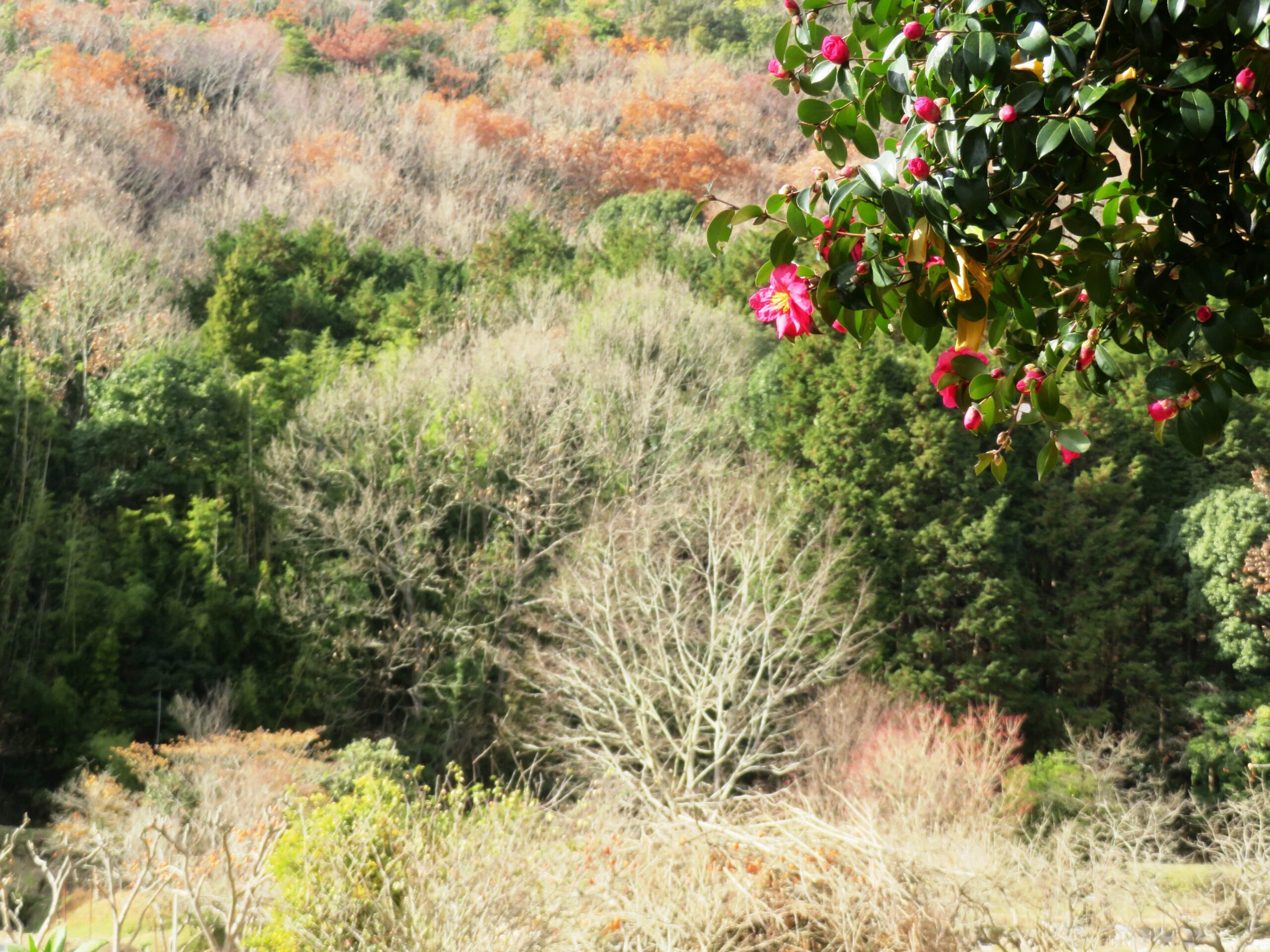 1月の田舎　山茶花