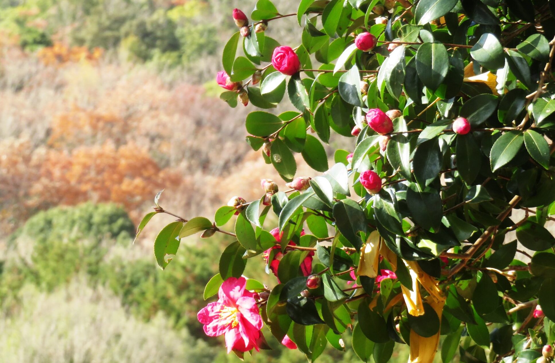 1月の田舎　山茶花