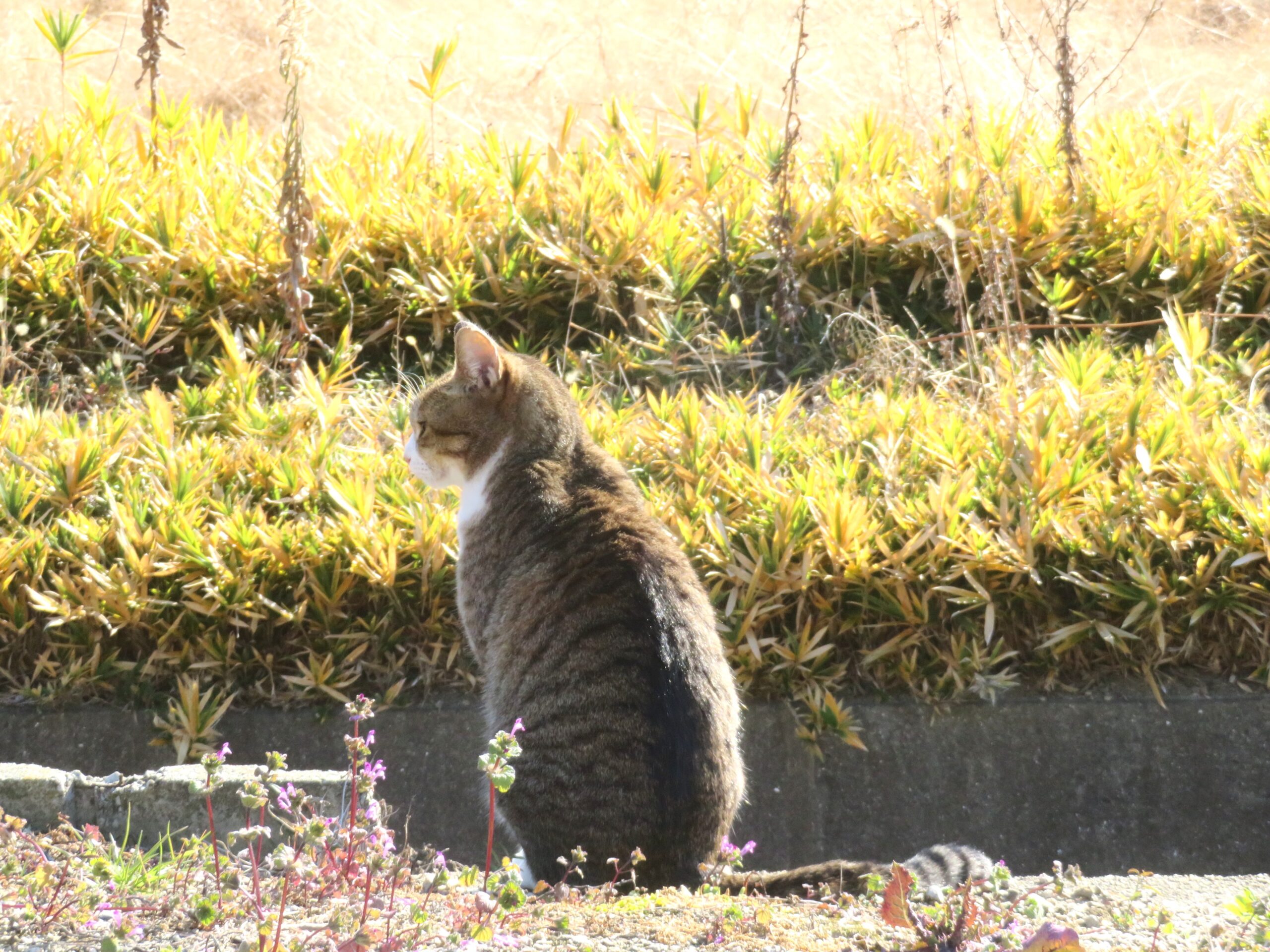 ねこ、風太　巡回