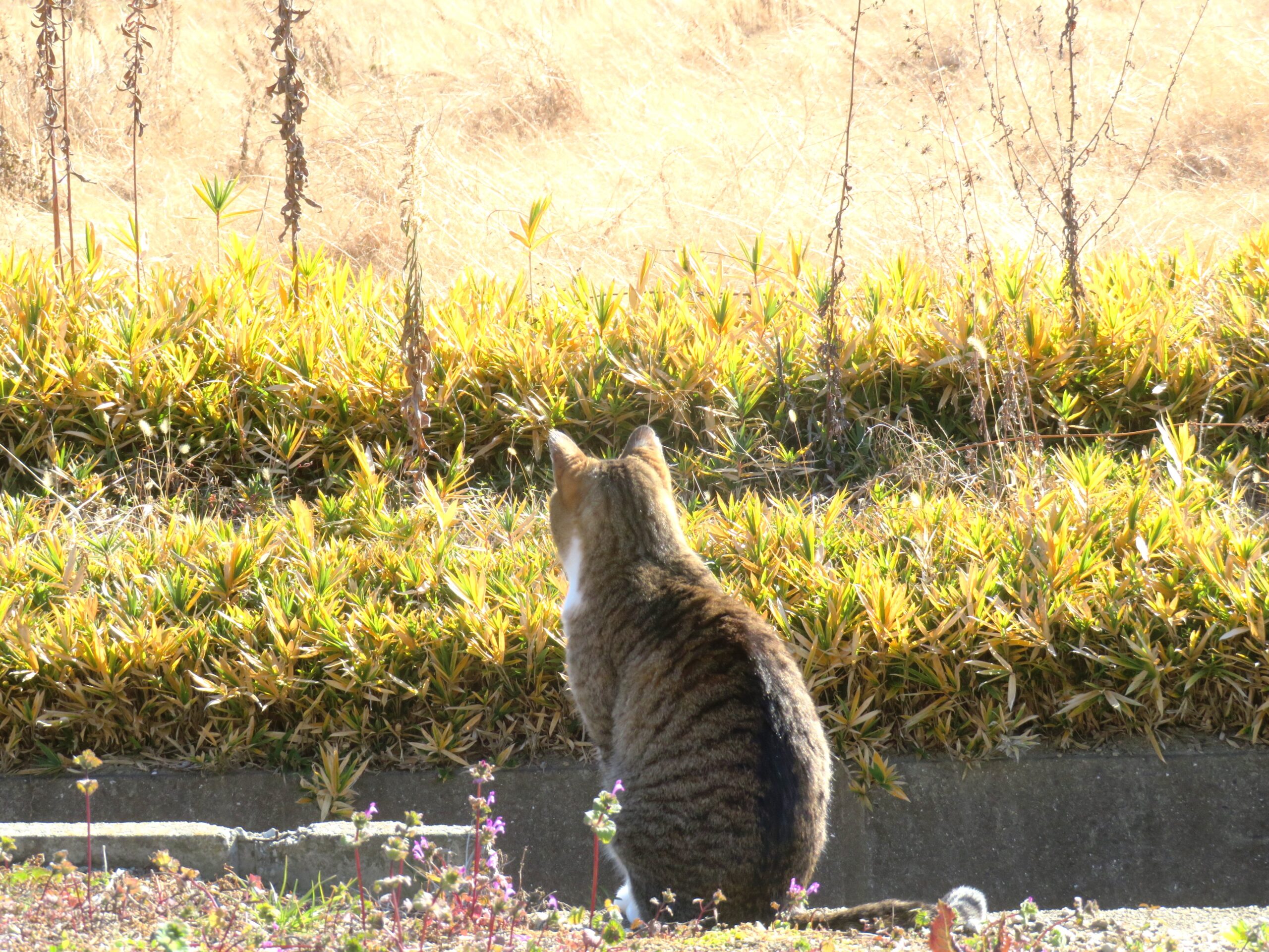 ねこ、風太　巡回