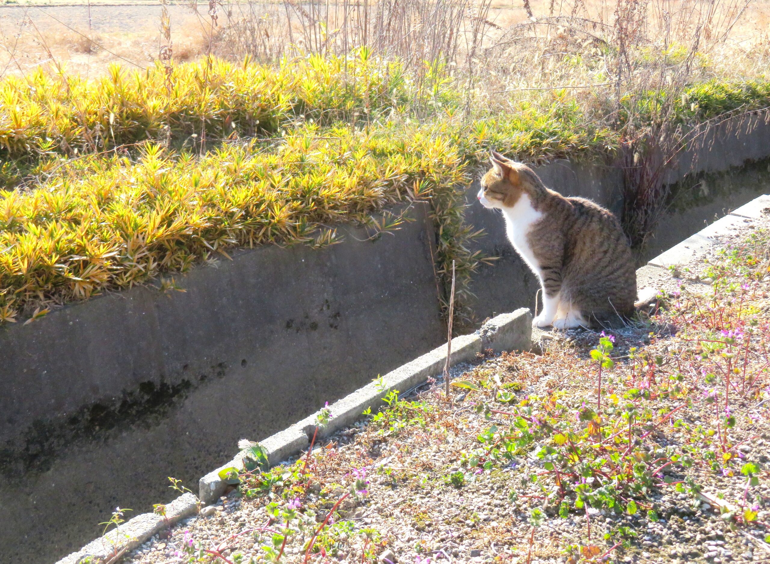 ねこ、風太　巡回