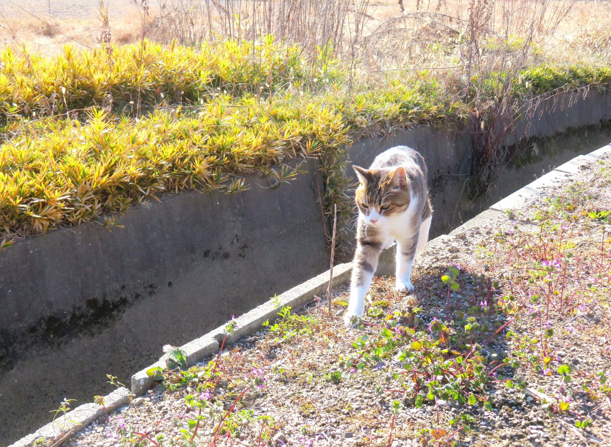 ねこ、風太　巡回