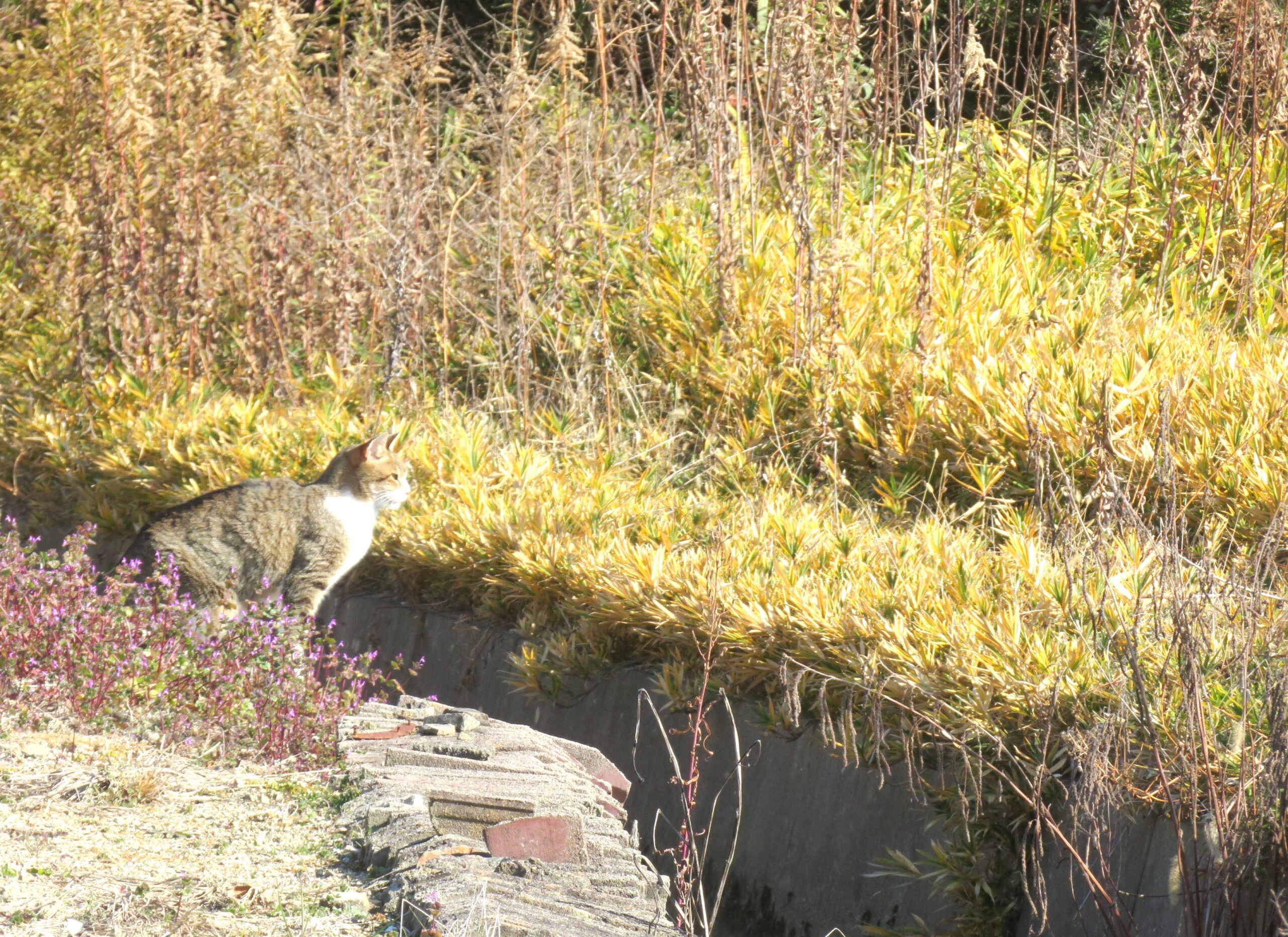 ねこ、風太　巡回