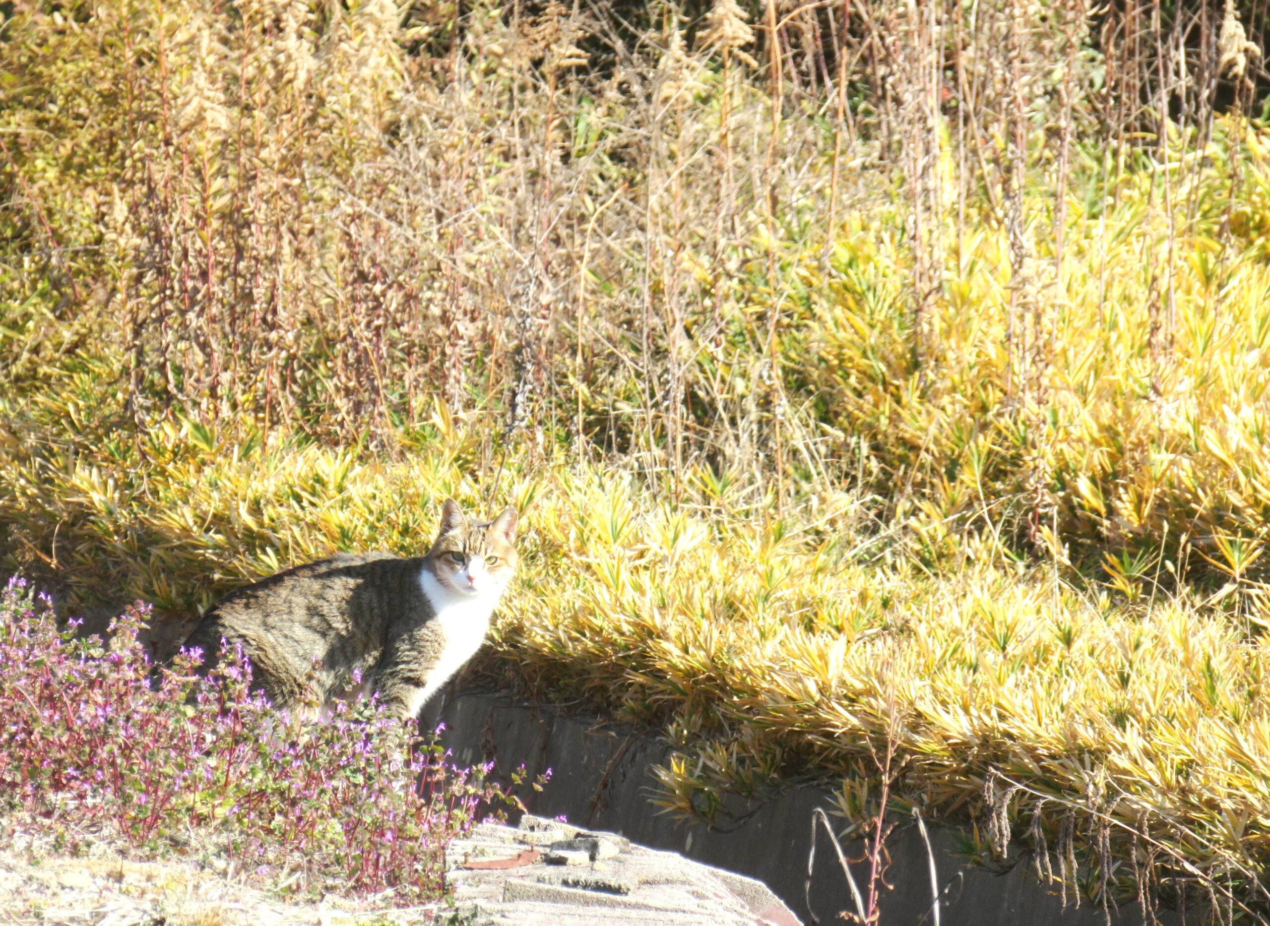 ねこ、風太　巡回