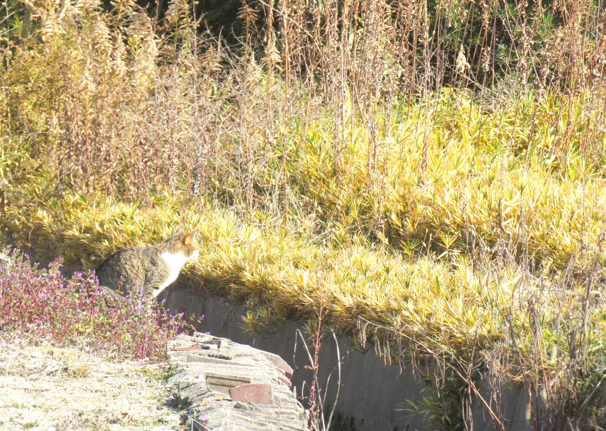 ねこ、風太　巡回