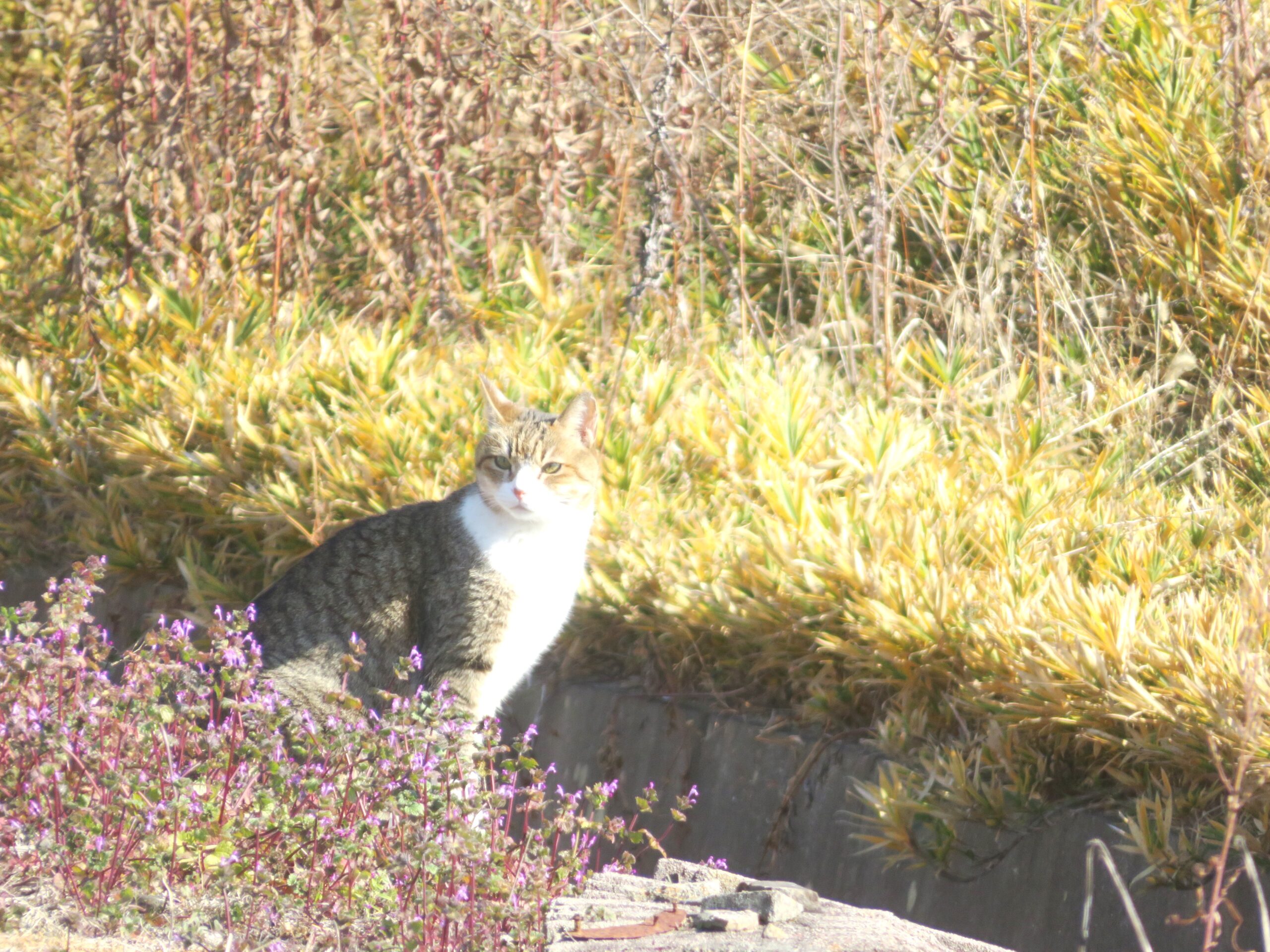 ねこ、風太　巡回