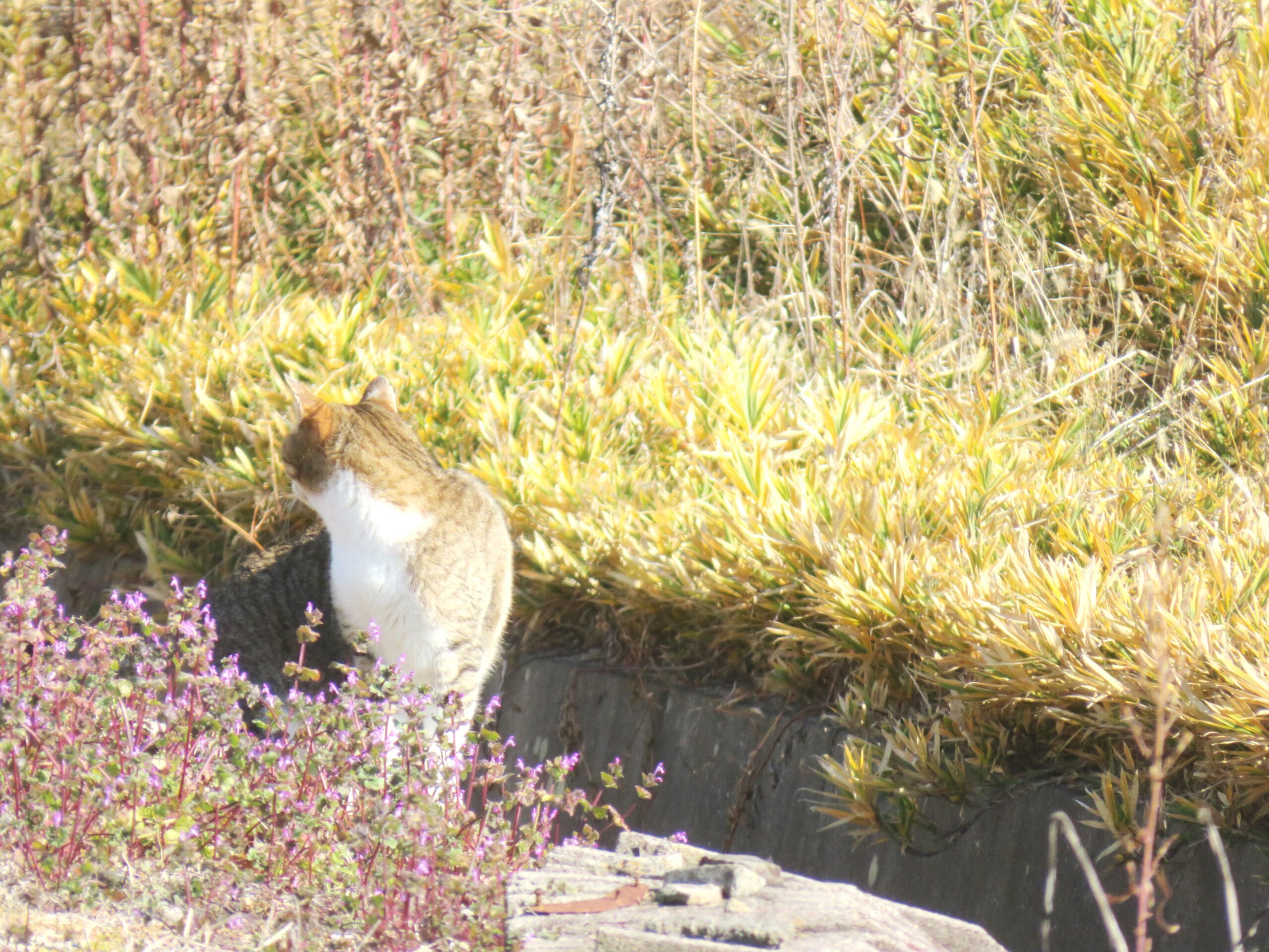 ねこ、風太　巡回