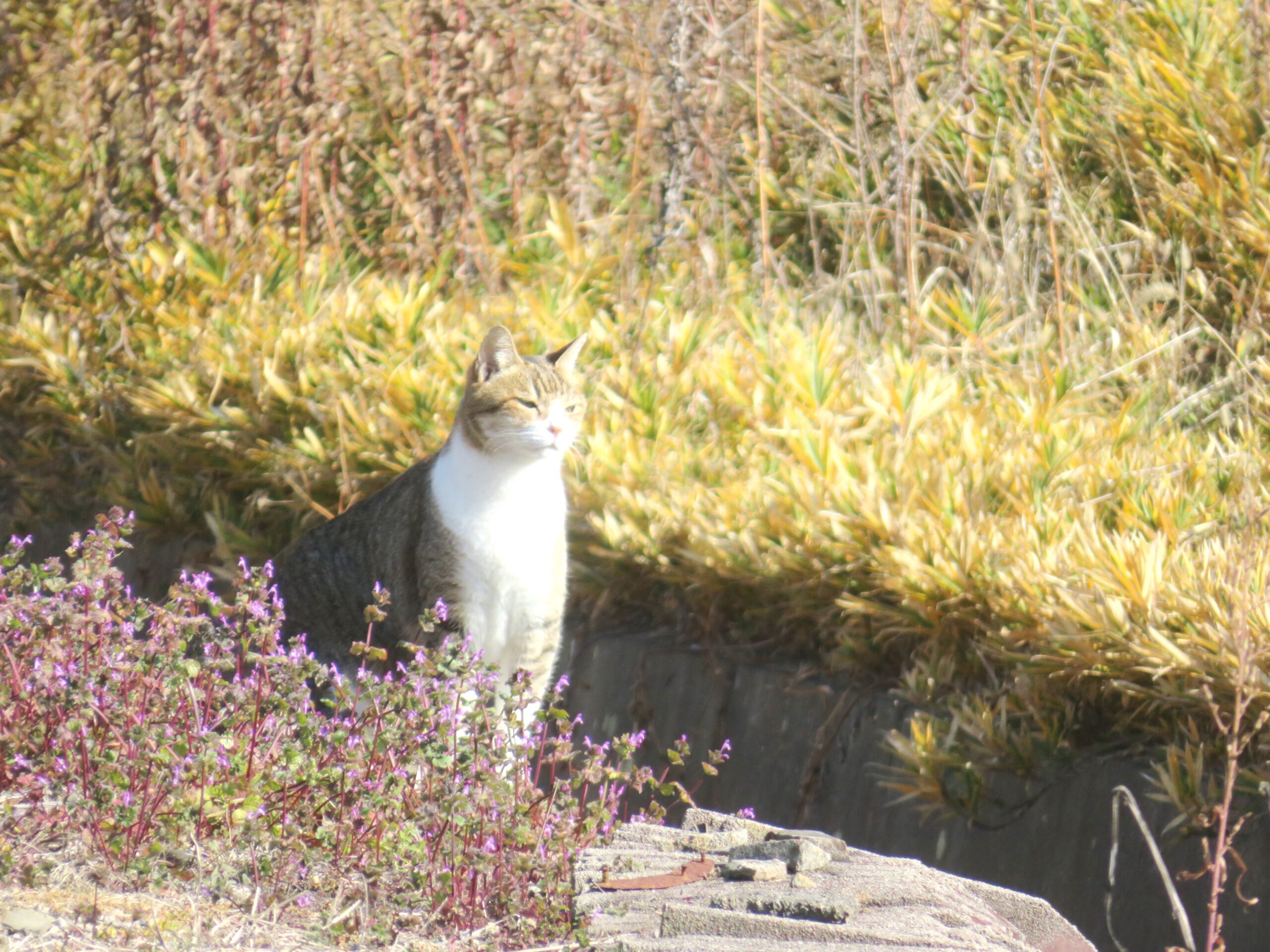 ねこ、風太　巡回