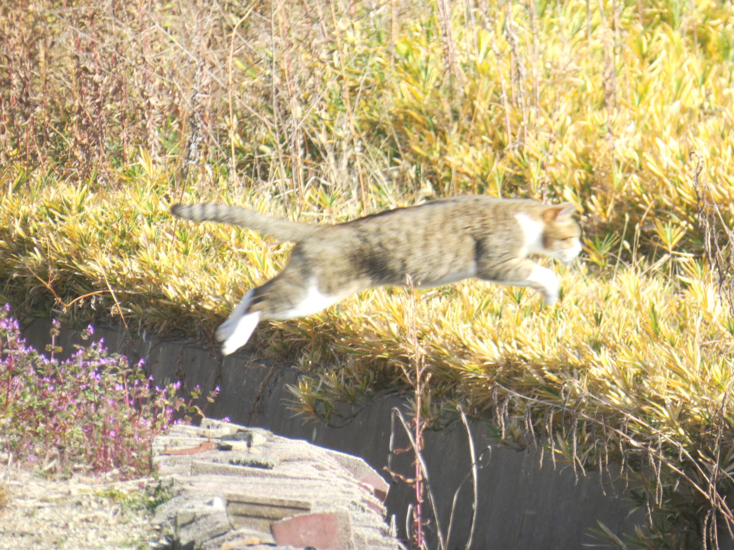 ねこ、風太　巡回