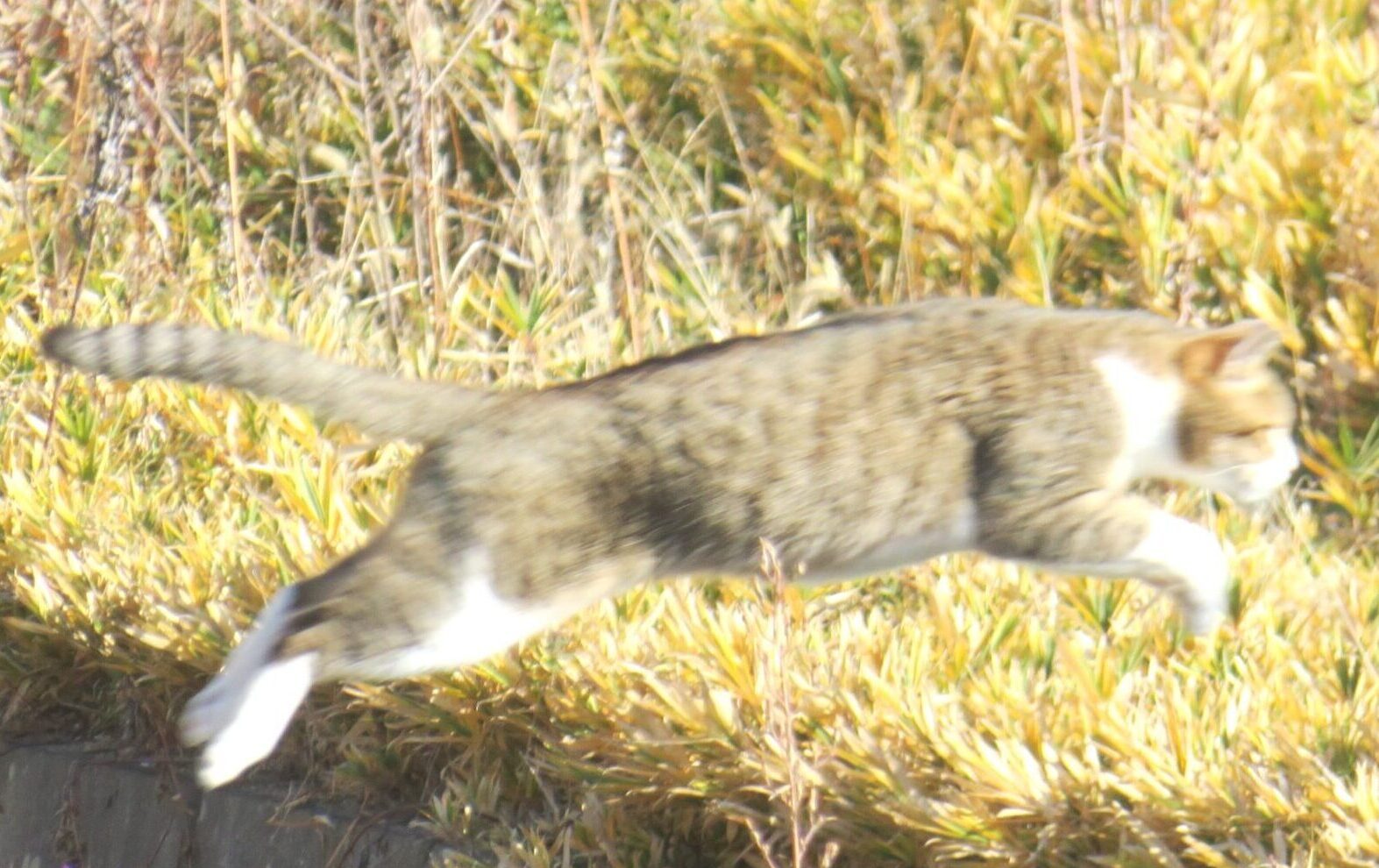 ねこ、風太　巡回