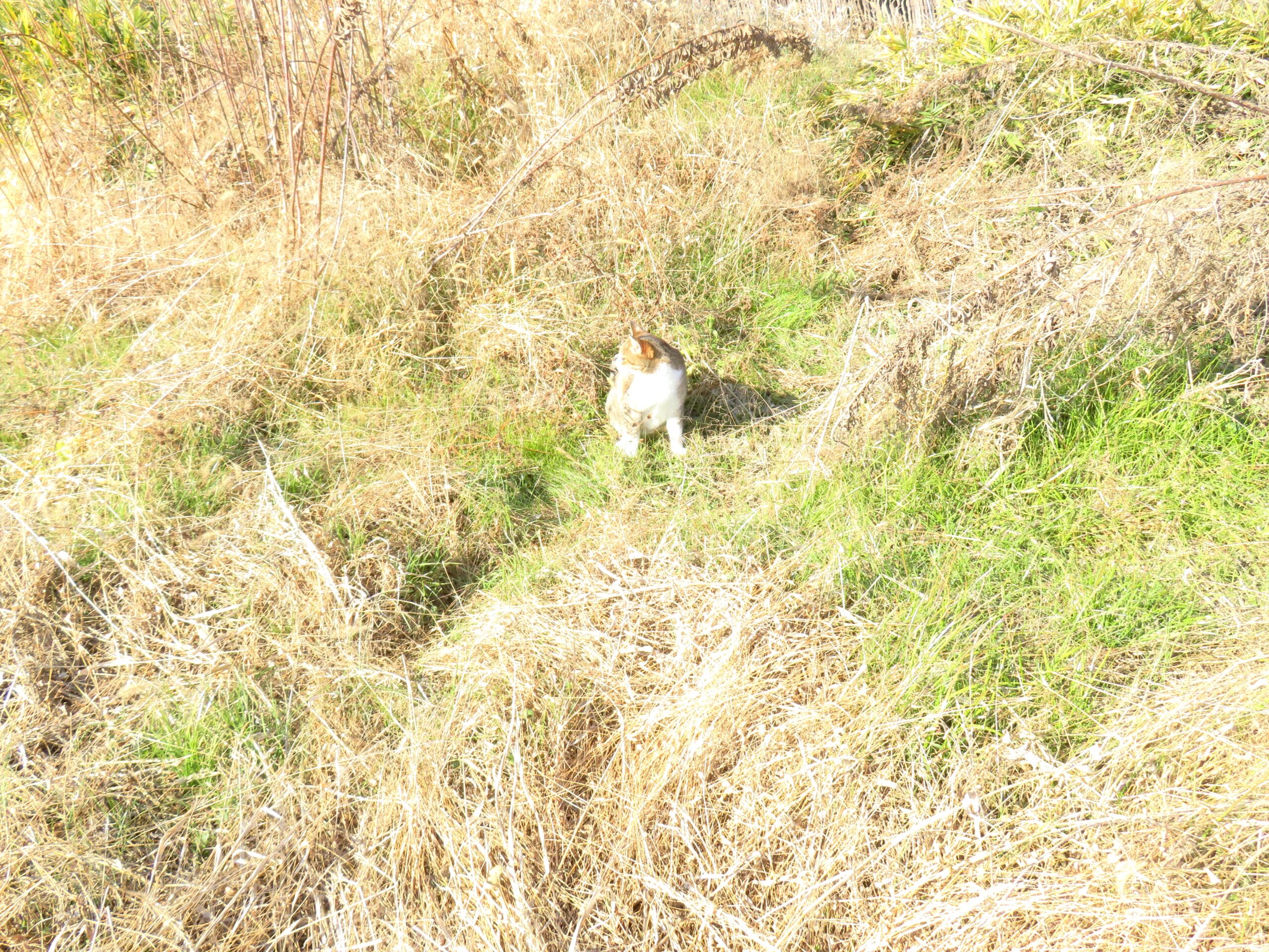 ねこ、風太　巡回