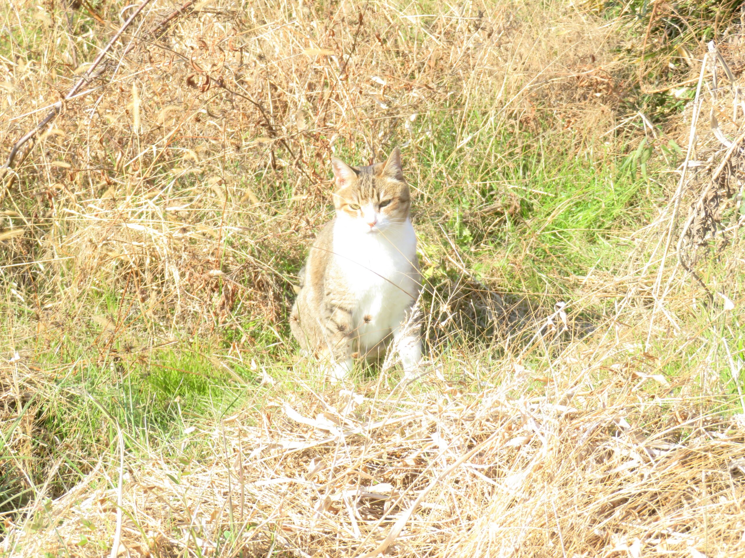 ねこ、風太　巡回