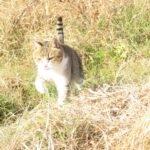 ねこ、風太　巡回