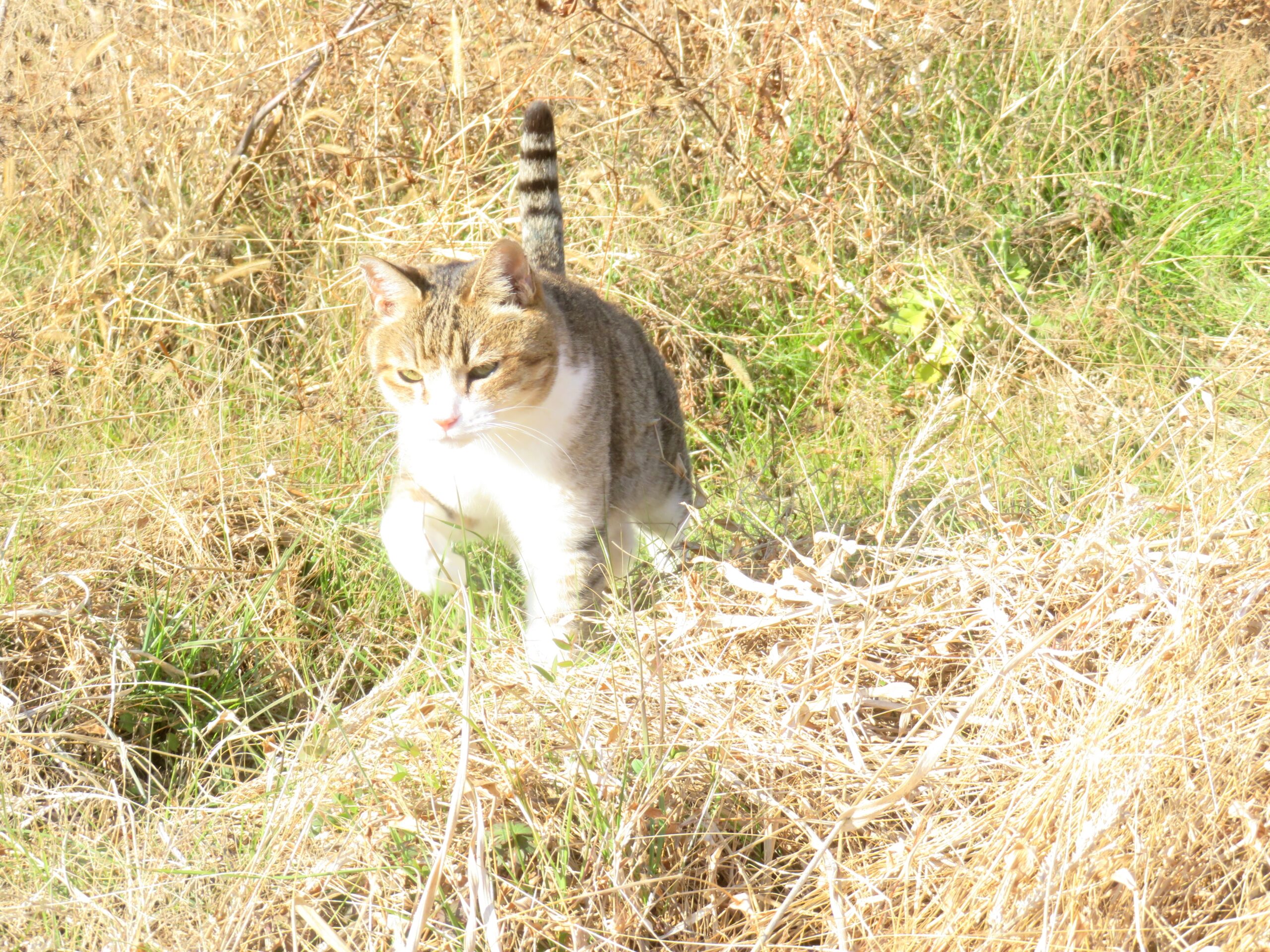 ねこ、風太　巡回