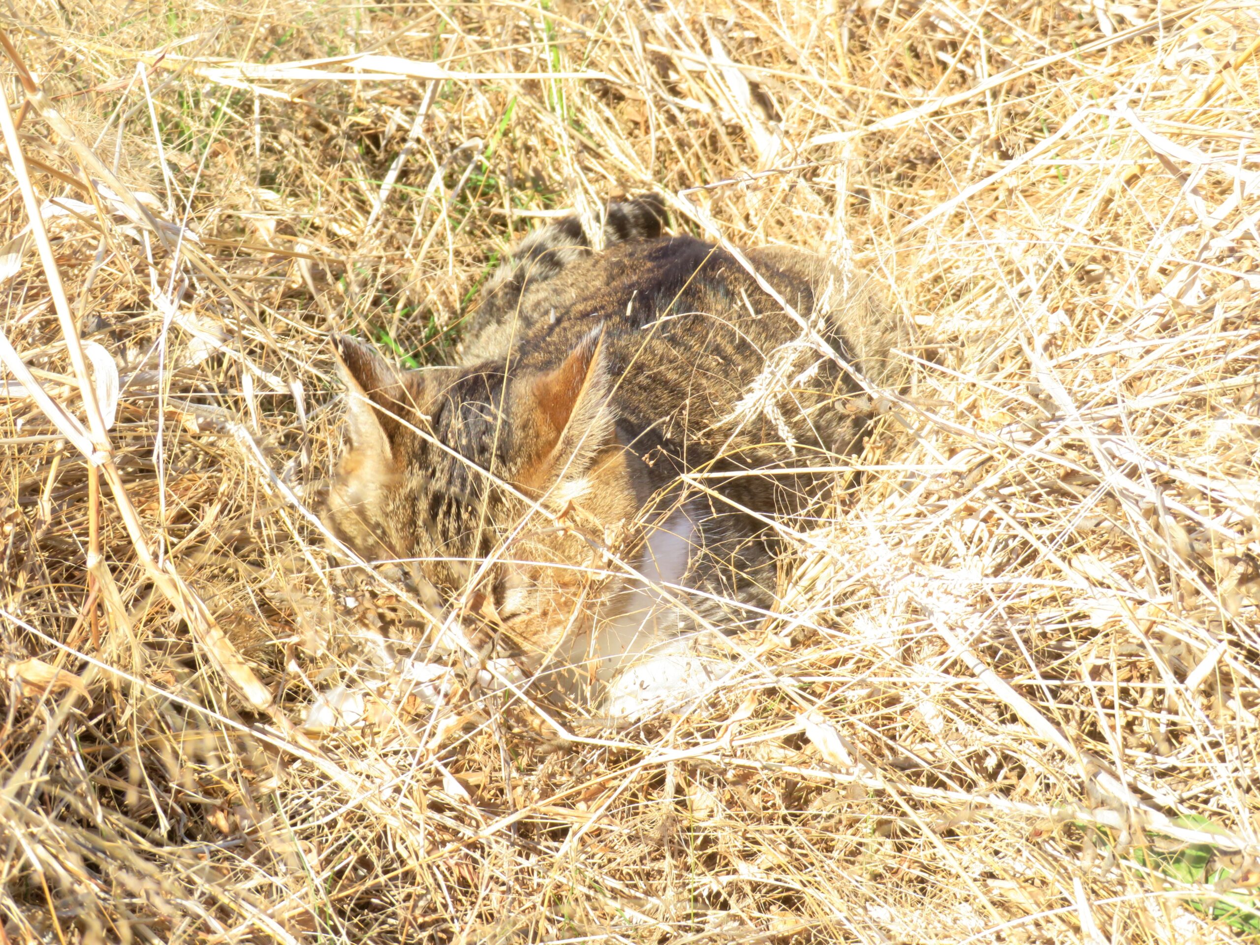 ねこ、風太　ひなたぼっこ