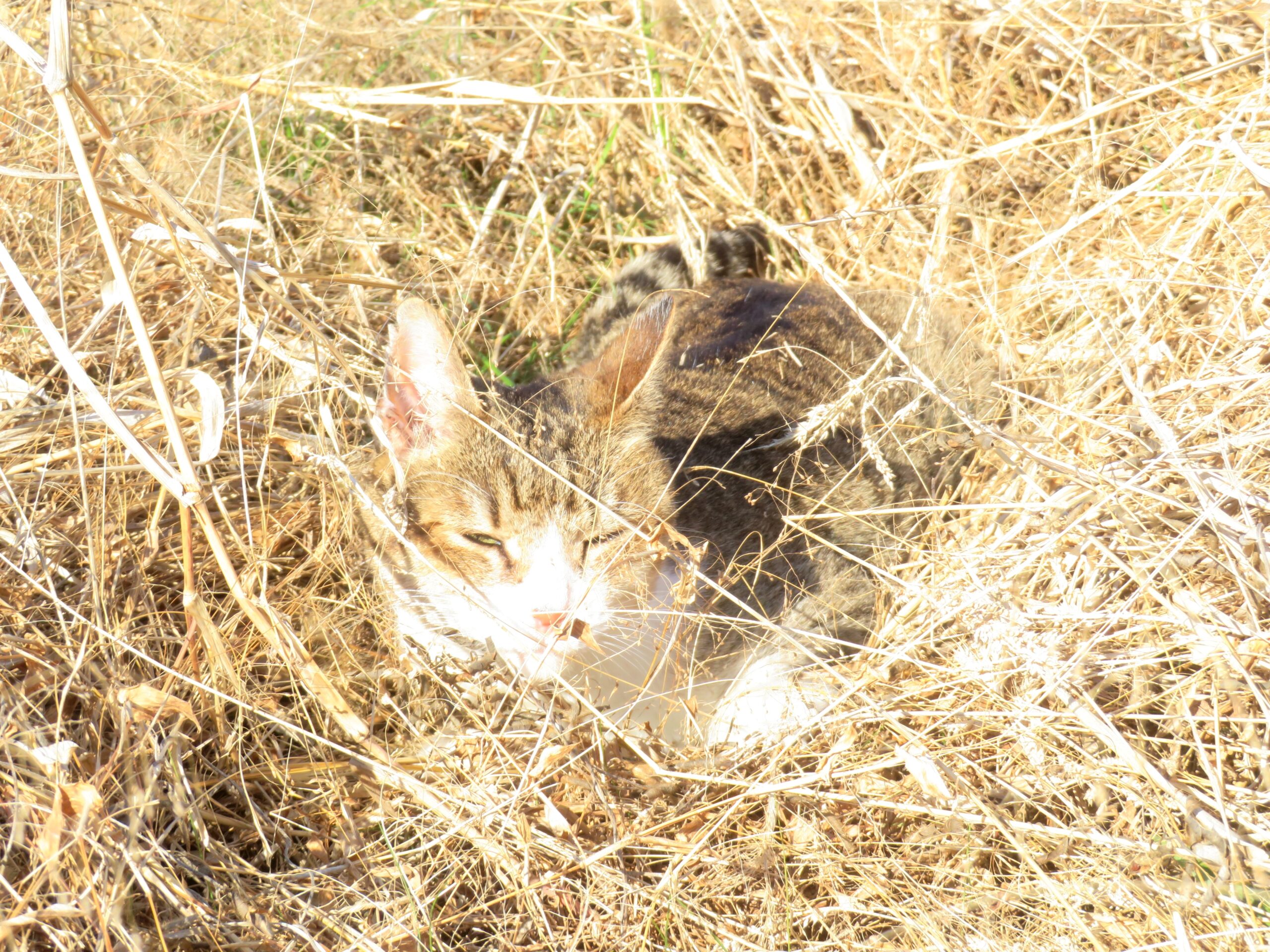 ねこ、風太　ひなたぼっこ