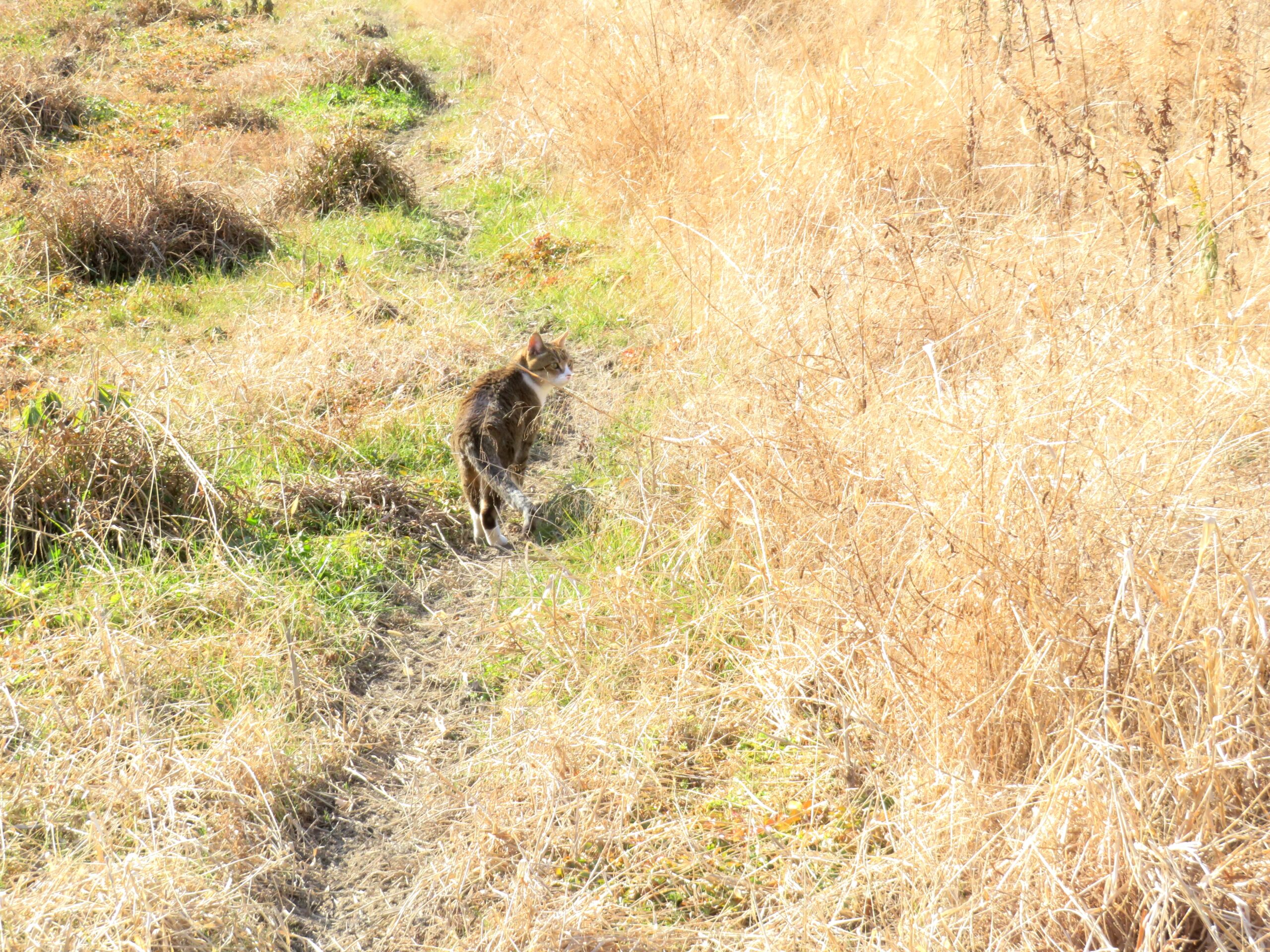 ねこ、風太　巡回