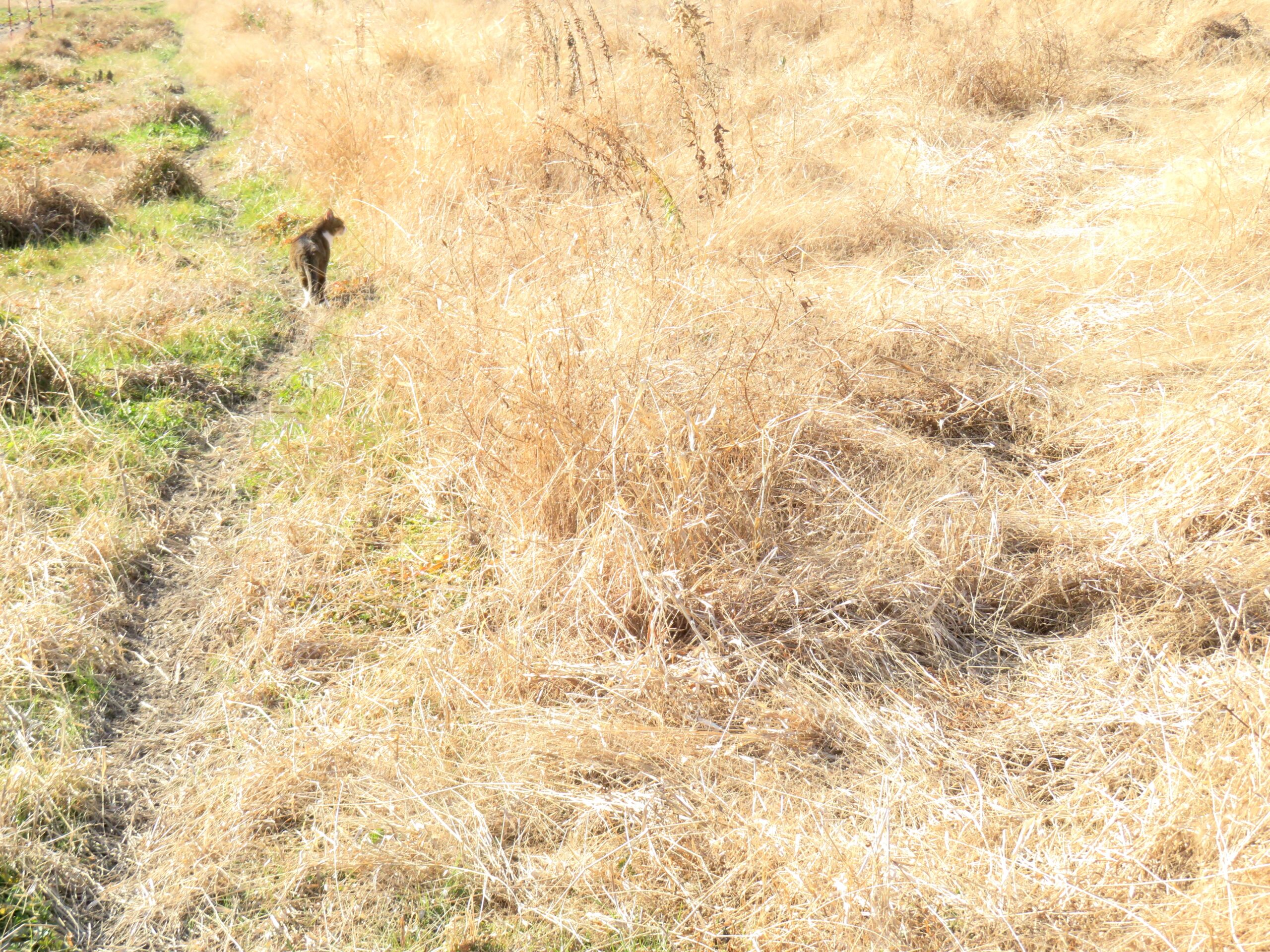 ねこ、風太　巡回