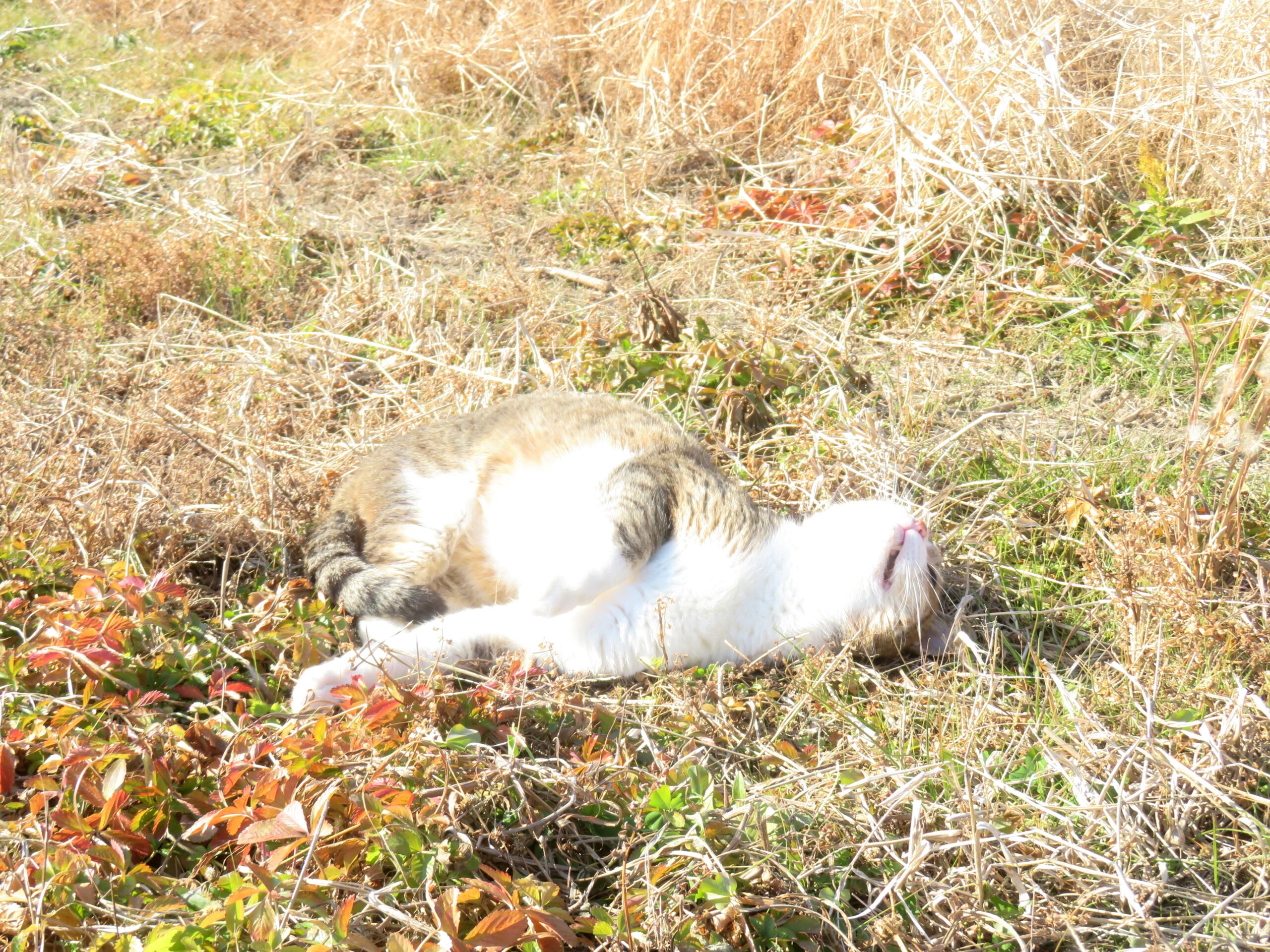 ねこ、風太　ゴロゴロ