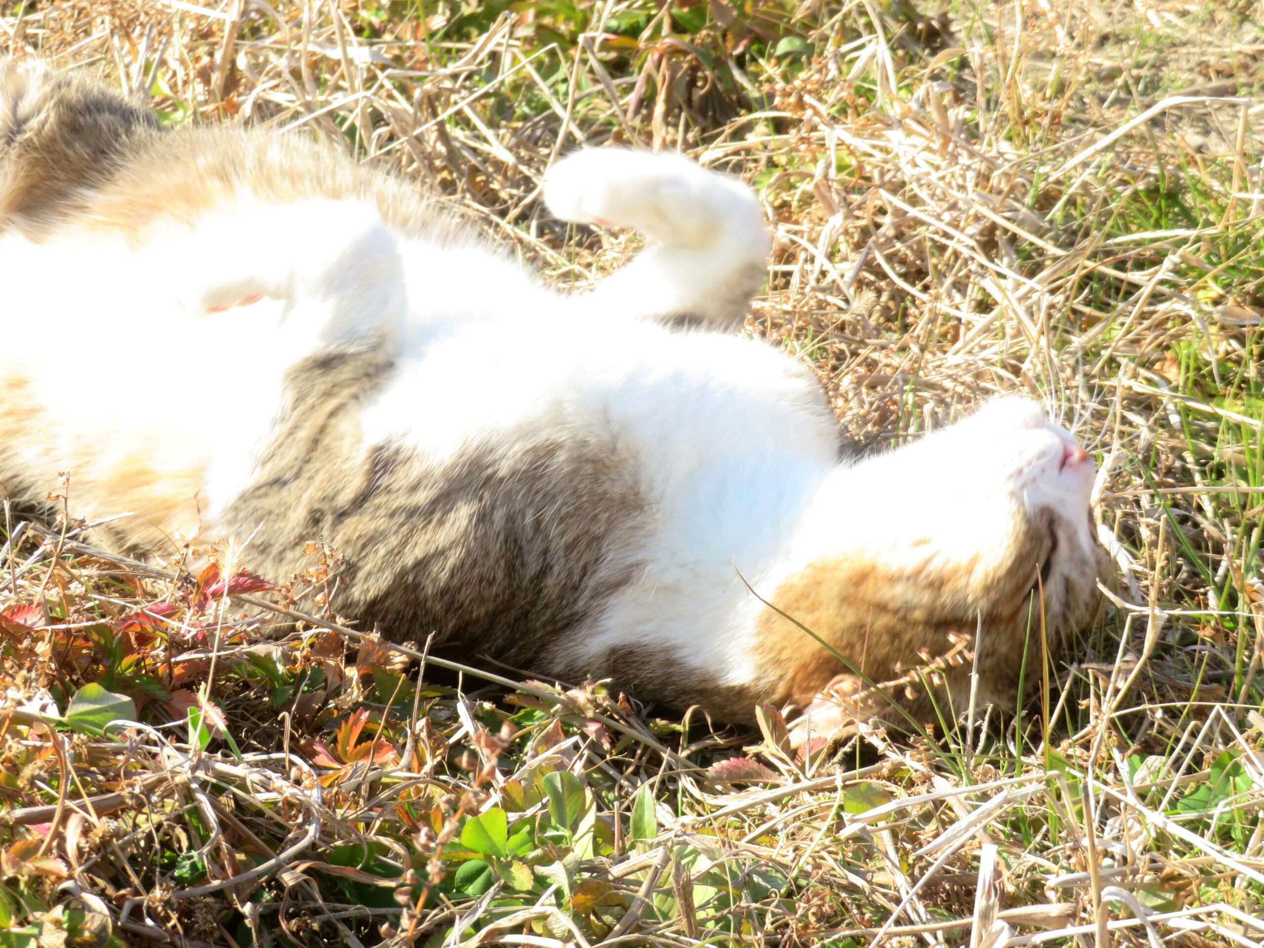 ねこ、風太　ゴロゴロ