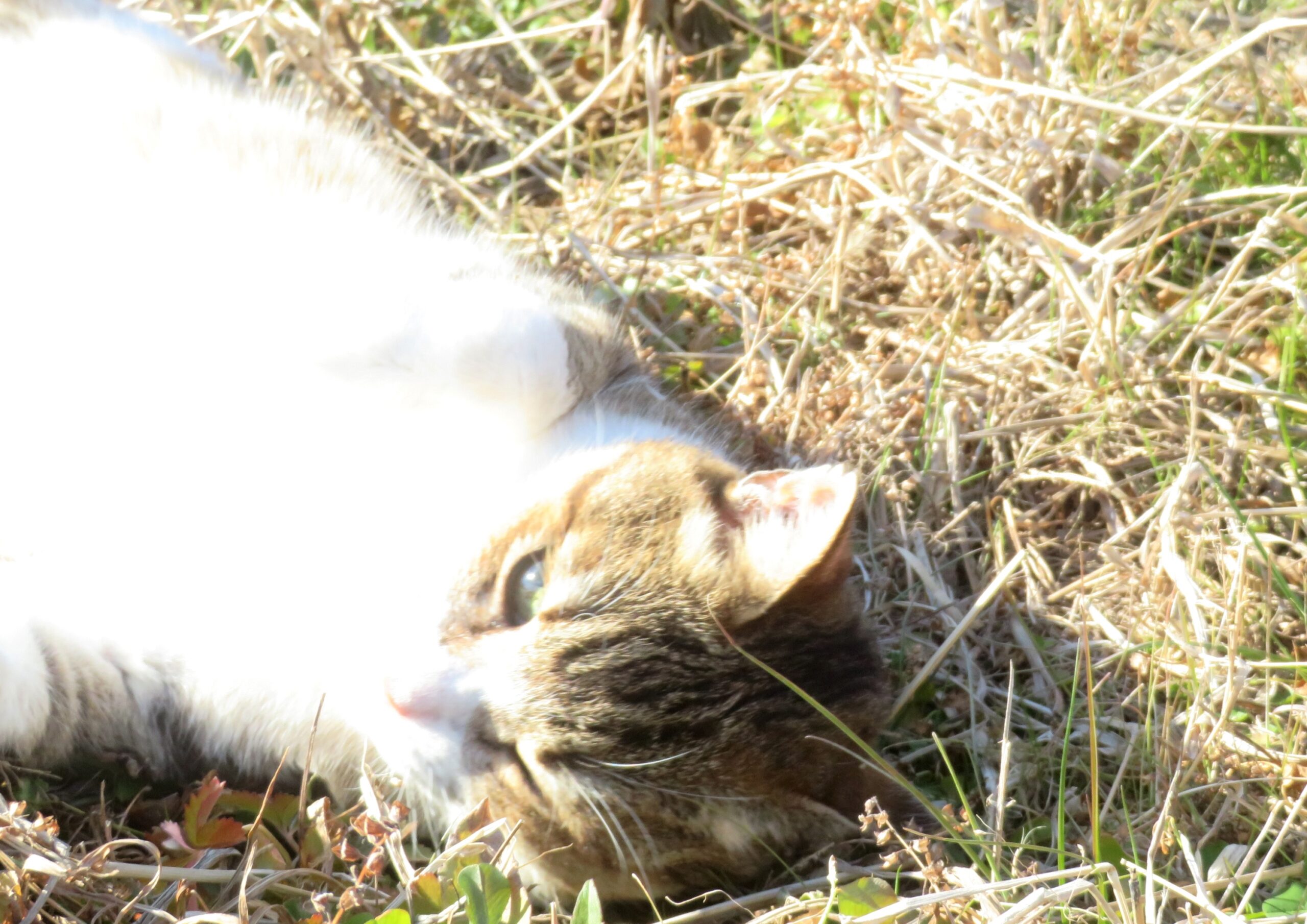 ねこ、風太　ゴロゴロ