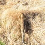 ねこ、風太　巡回