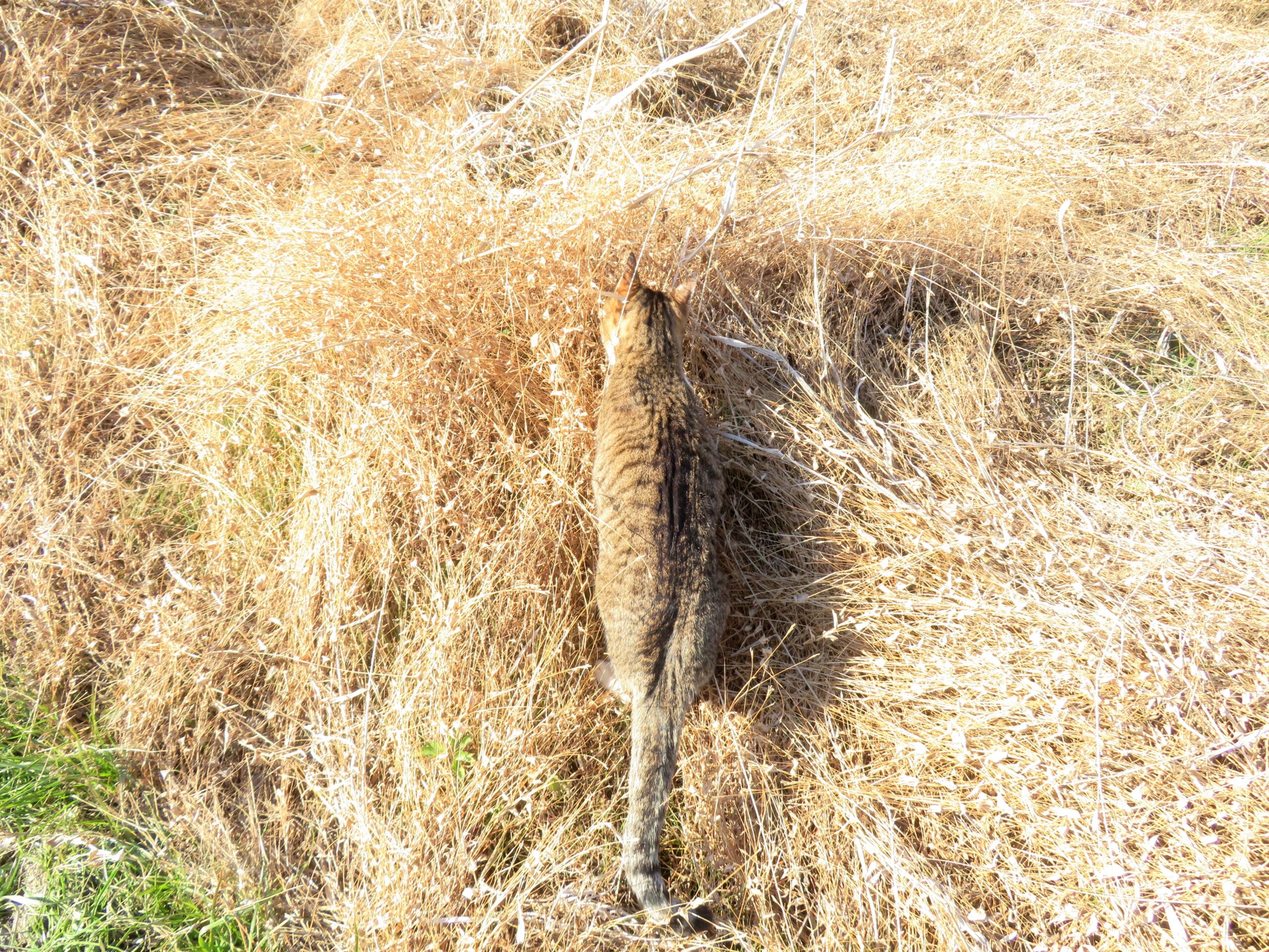 ねこ、風太　巡回