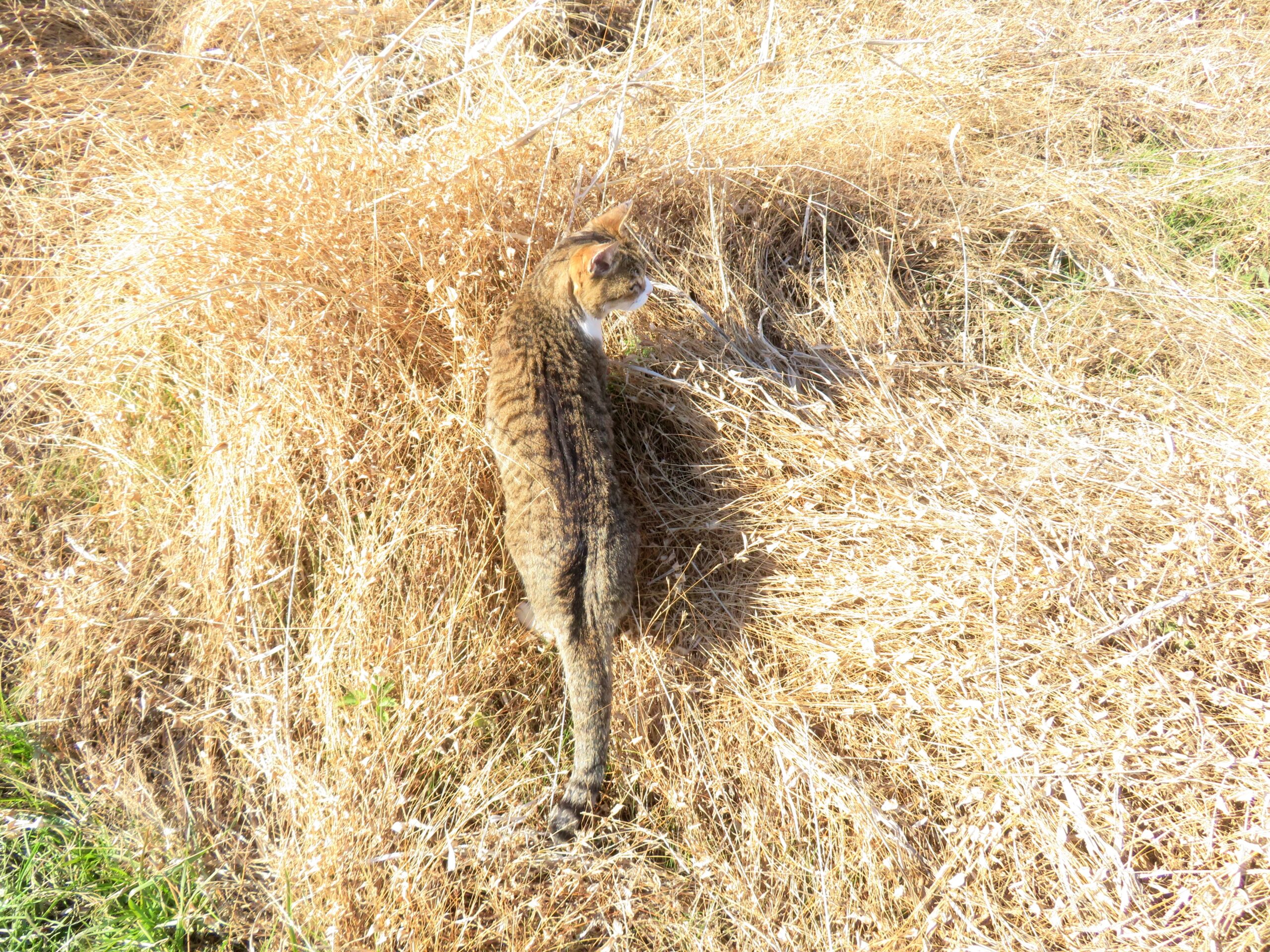 ねこ、風太　巡回