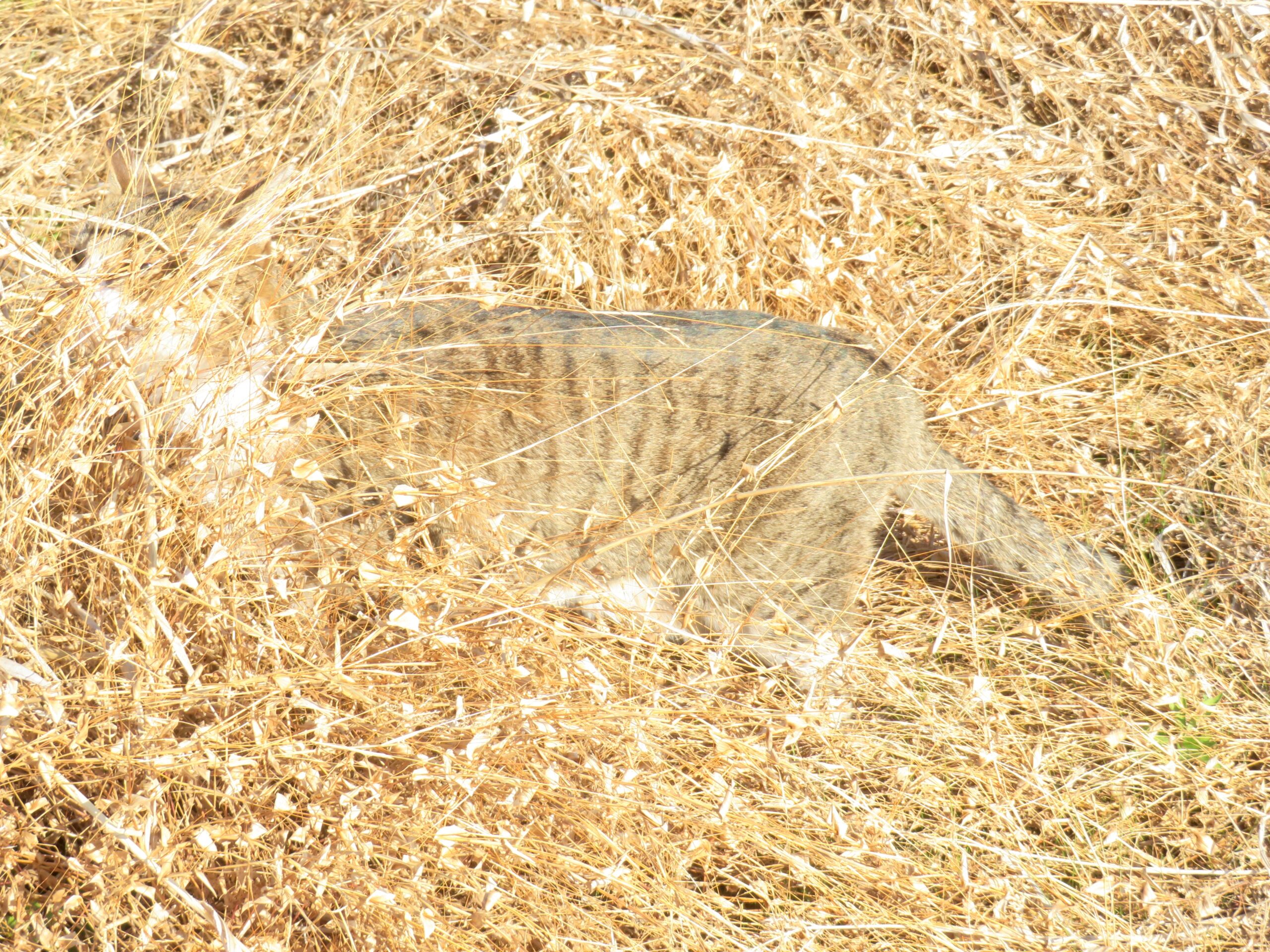 ねこ、風太　巡回