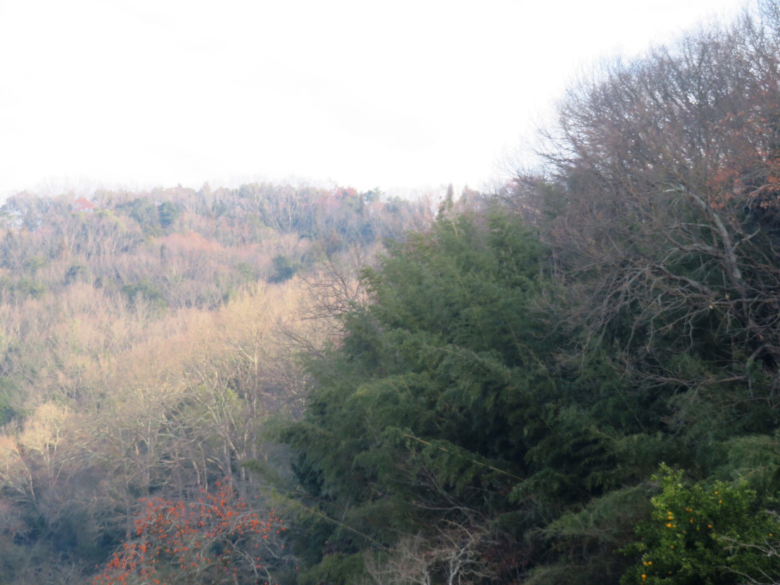 曇りがちな1月の田舎