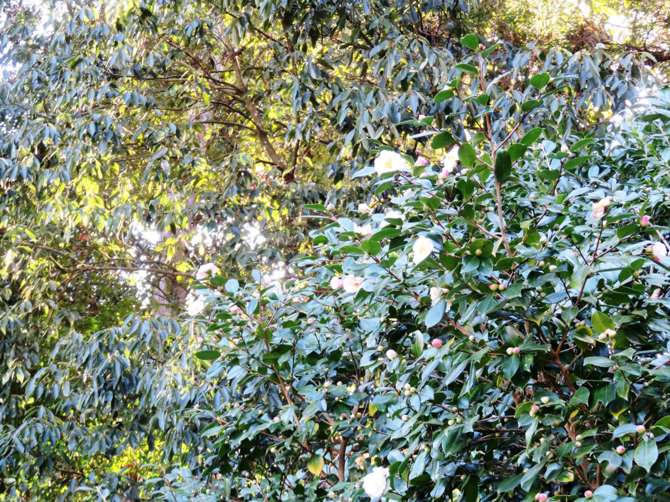 お正月　氏神様の境内の山茶花