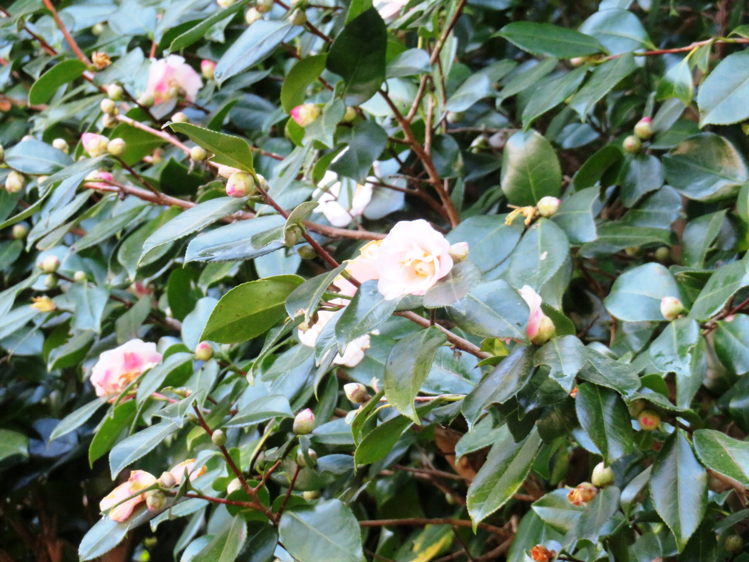 お正月　氏神様の境内の山茶花