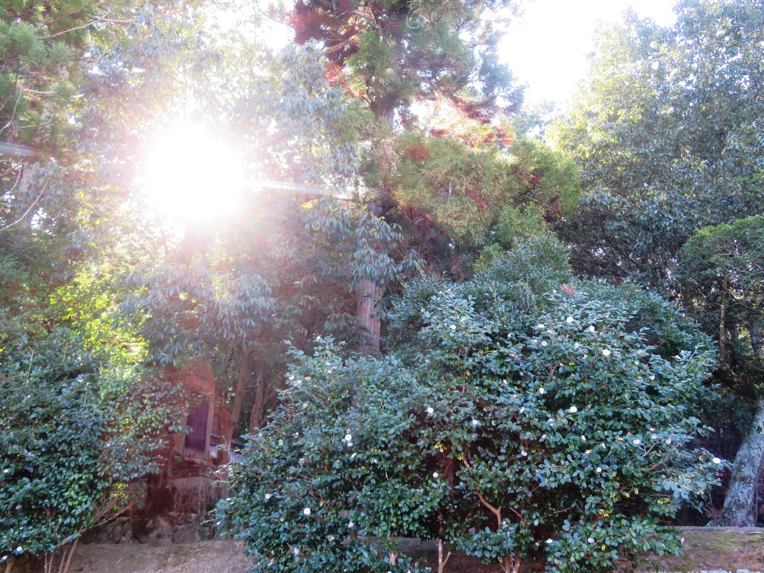 お正月　氏神様の境内の山茶花