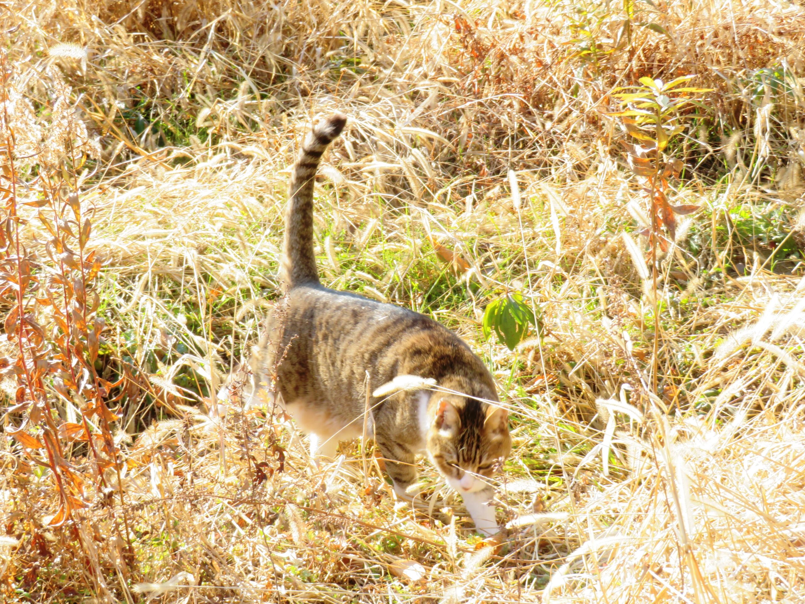 ねこ、風太　巡回