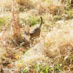 ねこ、風太　巡回