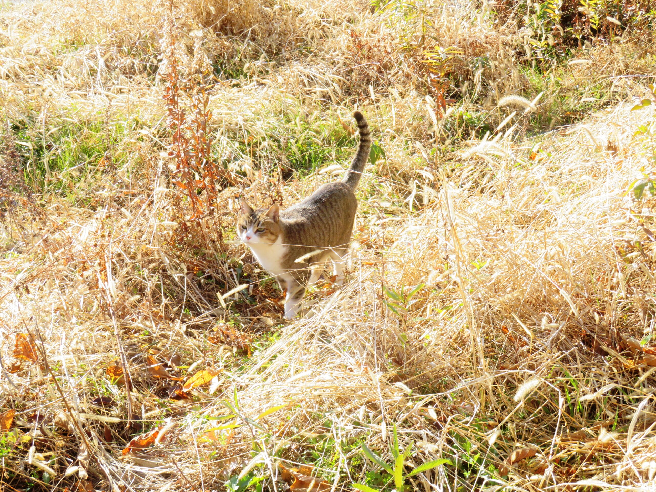 ねこ、風太　巡回