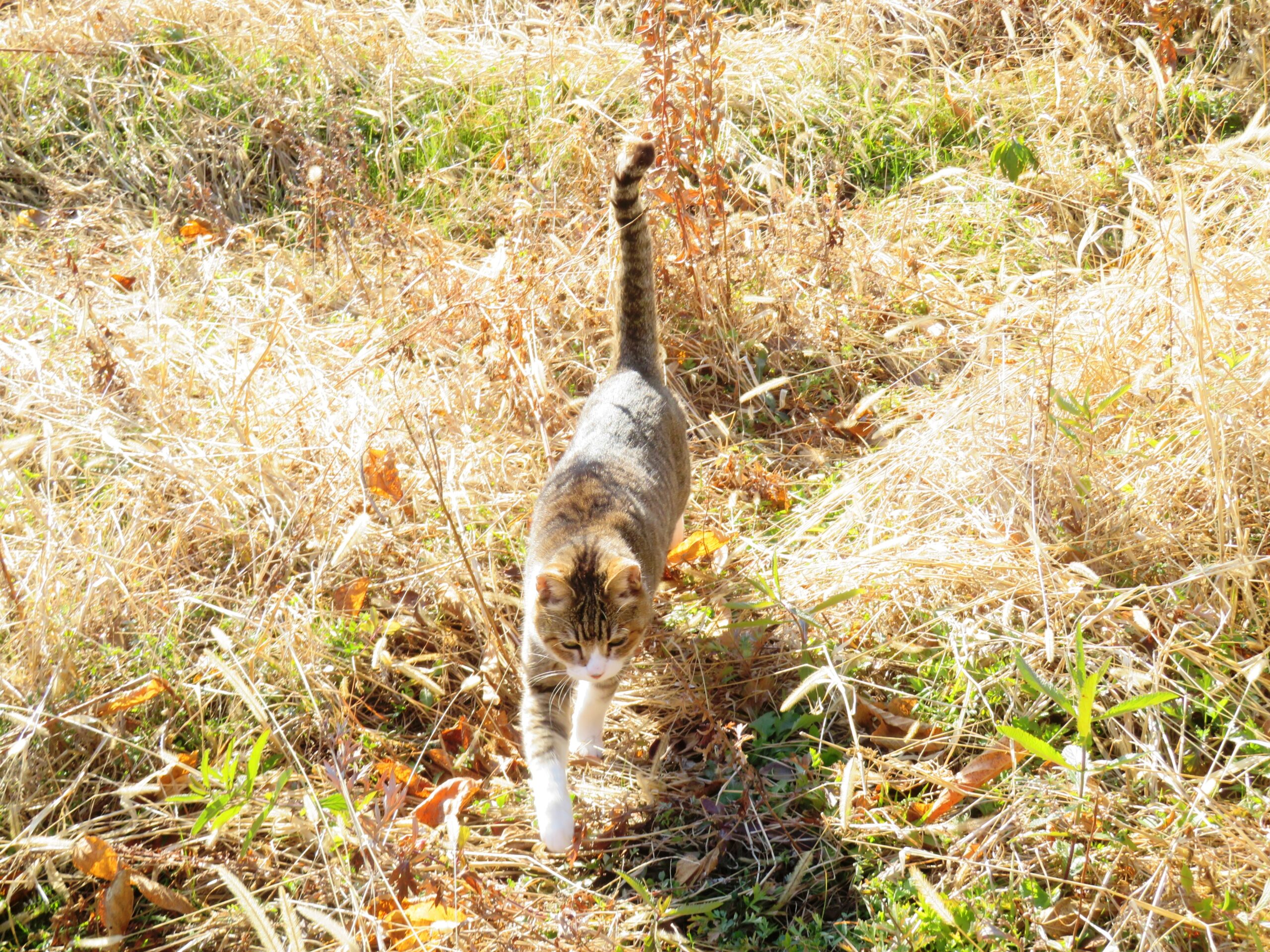 ねこ、風太　巡回