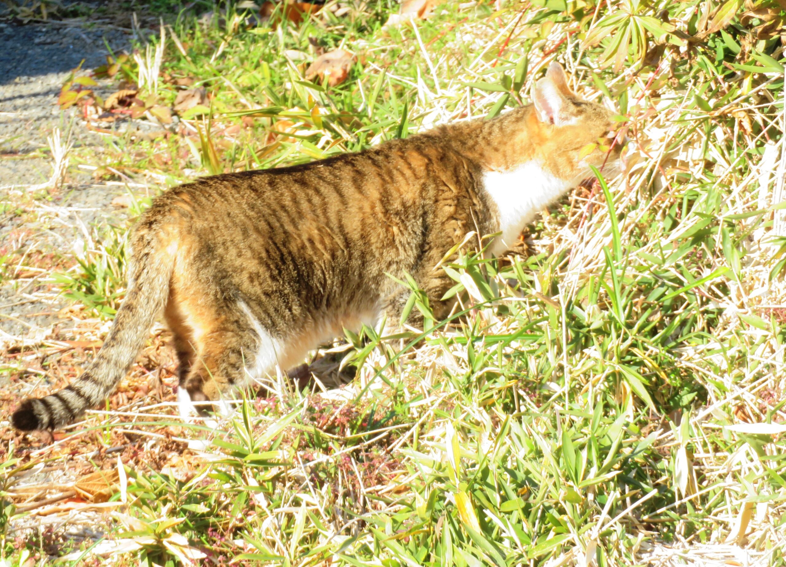 ねこ、風太　巡回