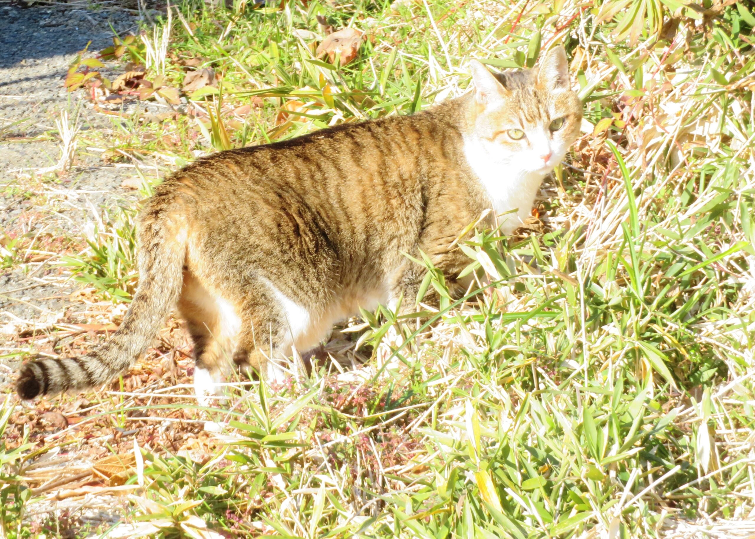 ねこ、風太　巡回