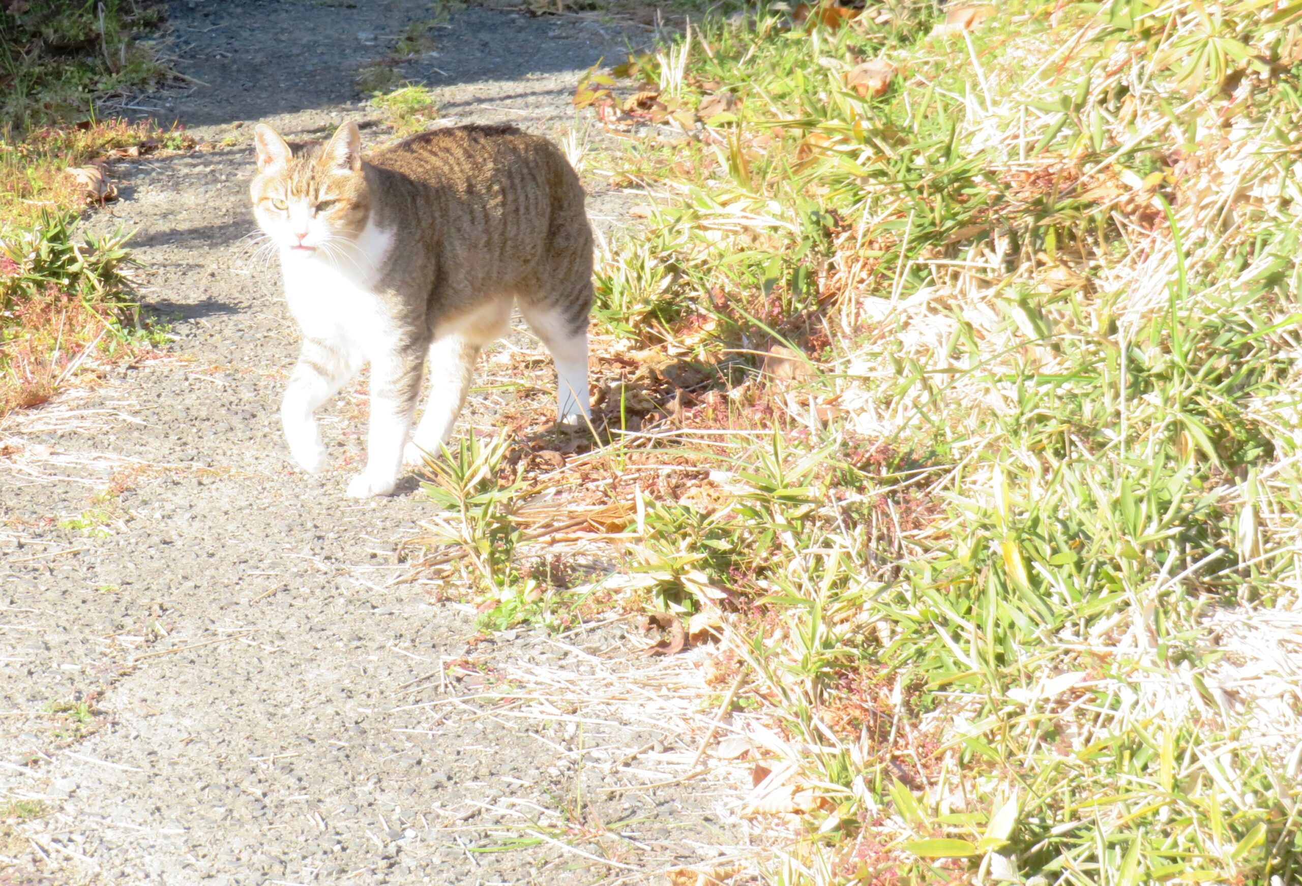 ねこ、風太　巡回