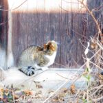 ねこ、風太　ひなたぼっこ