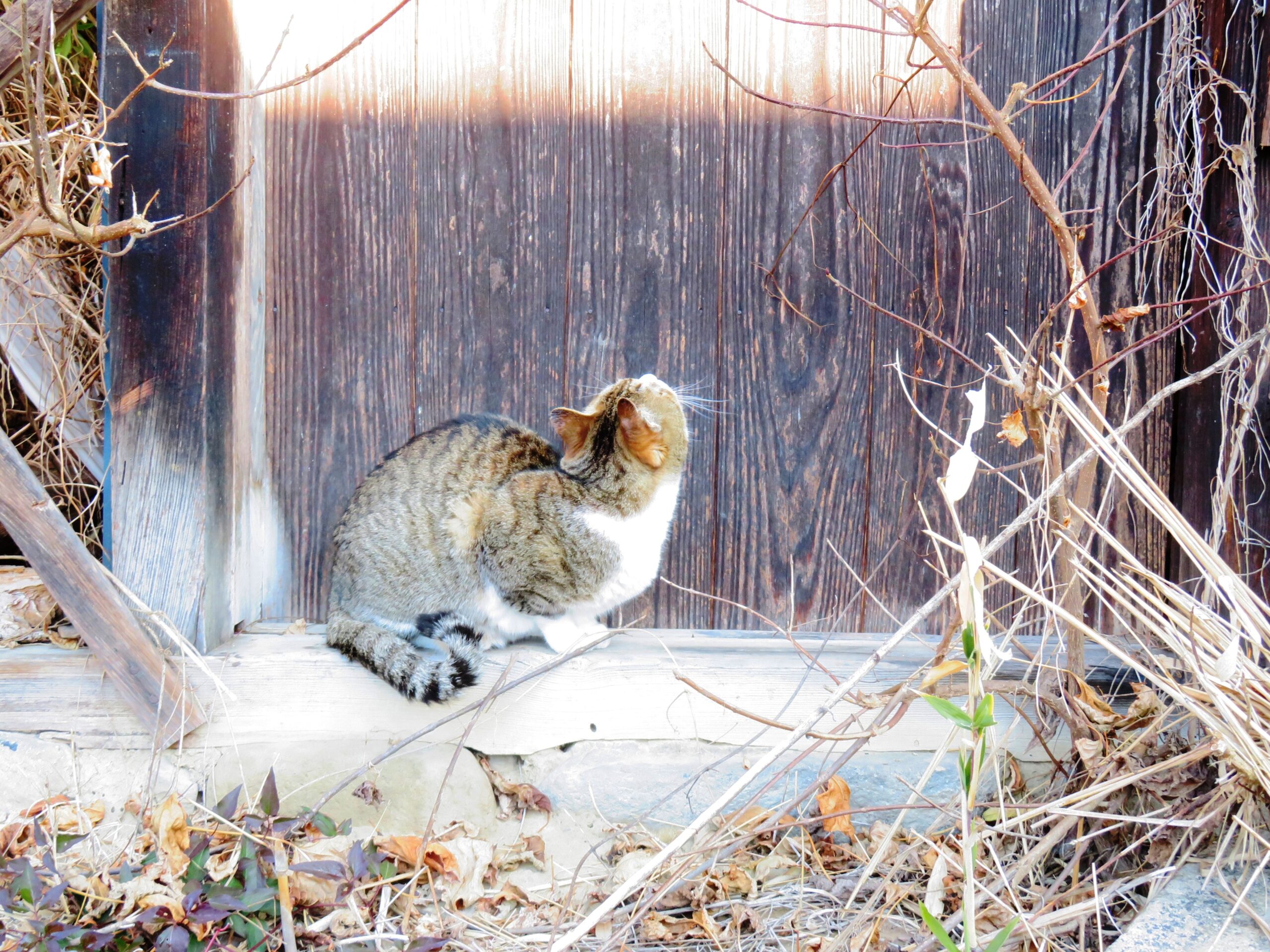 ねこ、風太　ひなたぼっこ