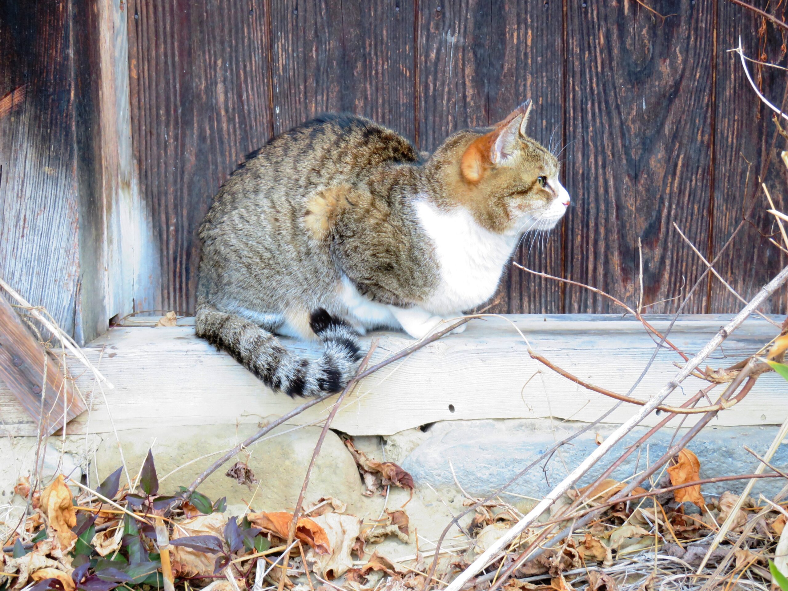 ねこ、風太　ひなたぼっこ